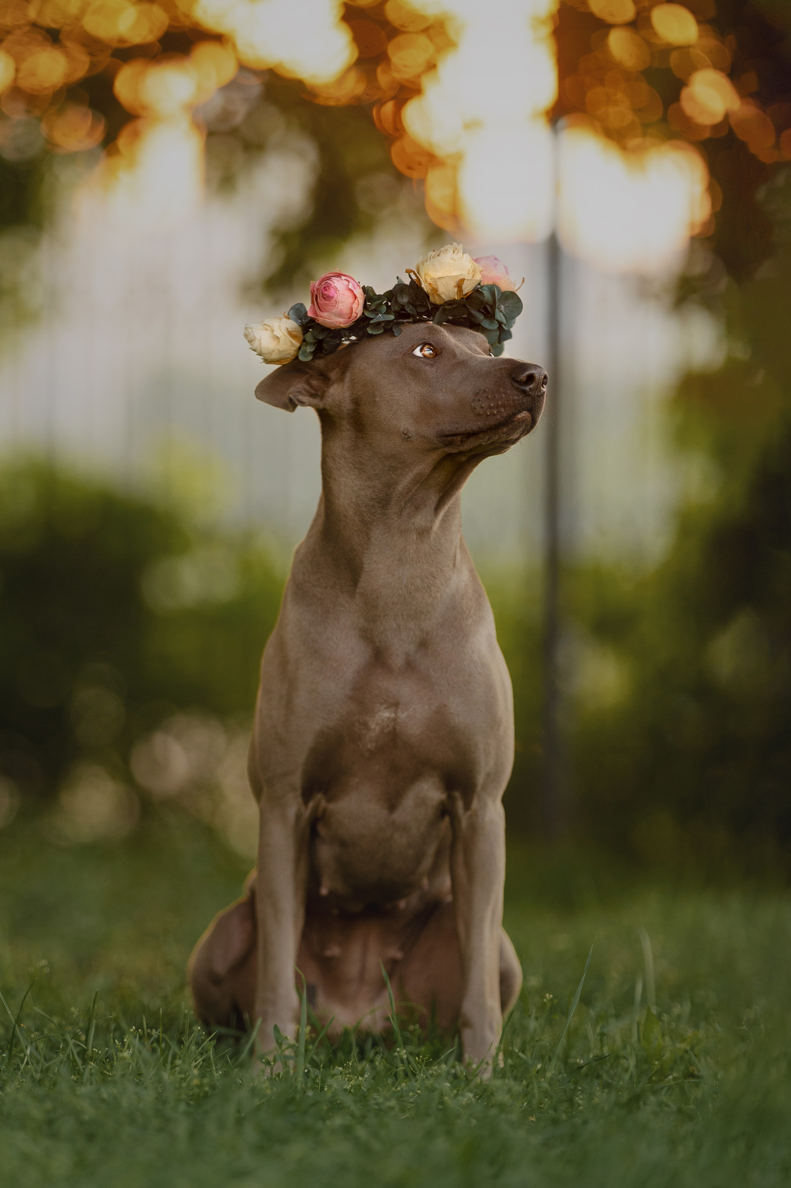 Лин + Вегас. Kameramotor74