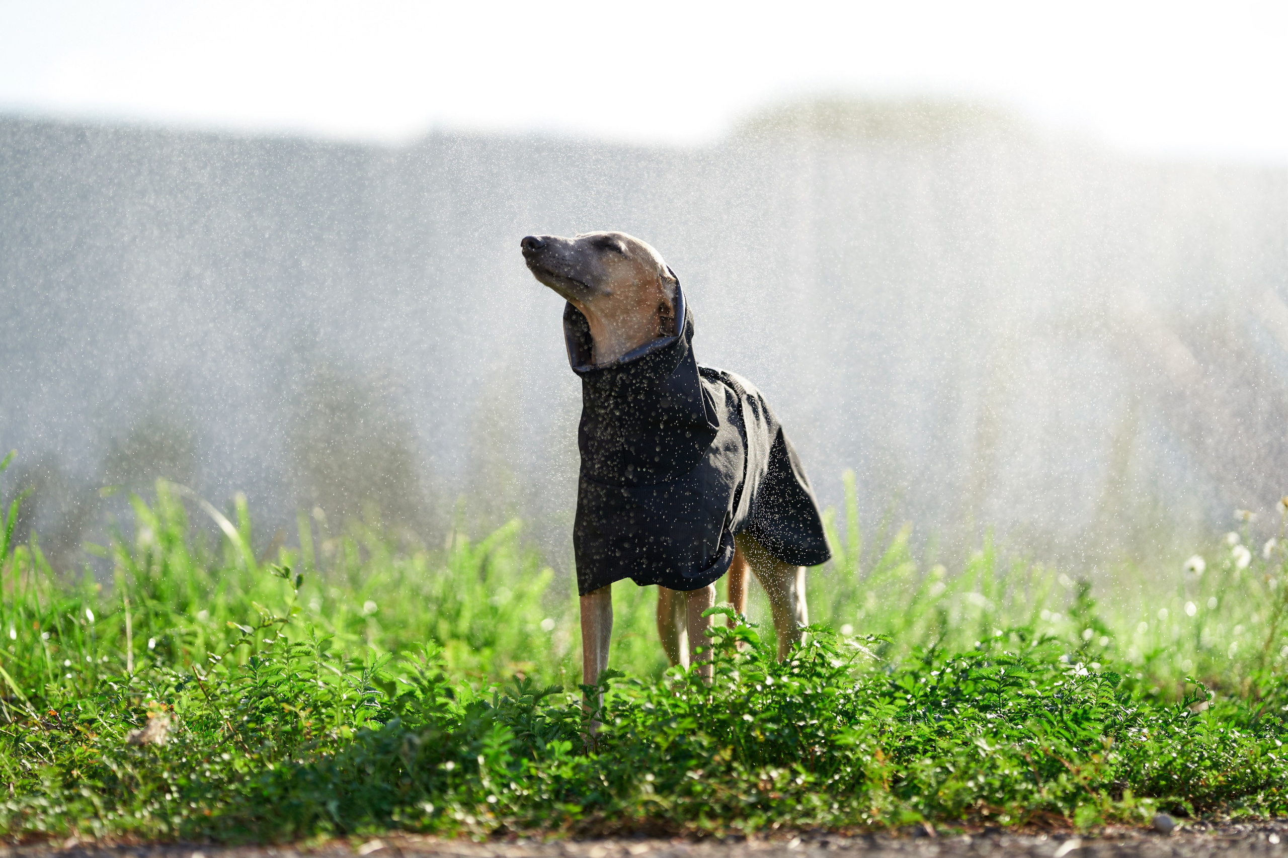 Фотосессии. Фотограф-анималист Михаил Манухин