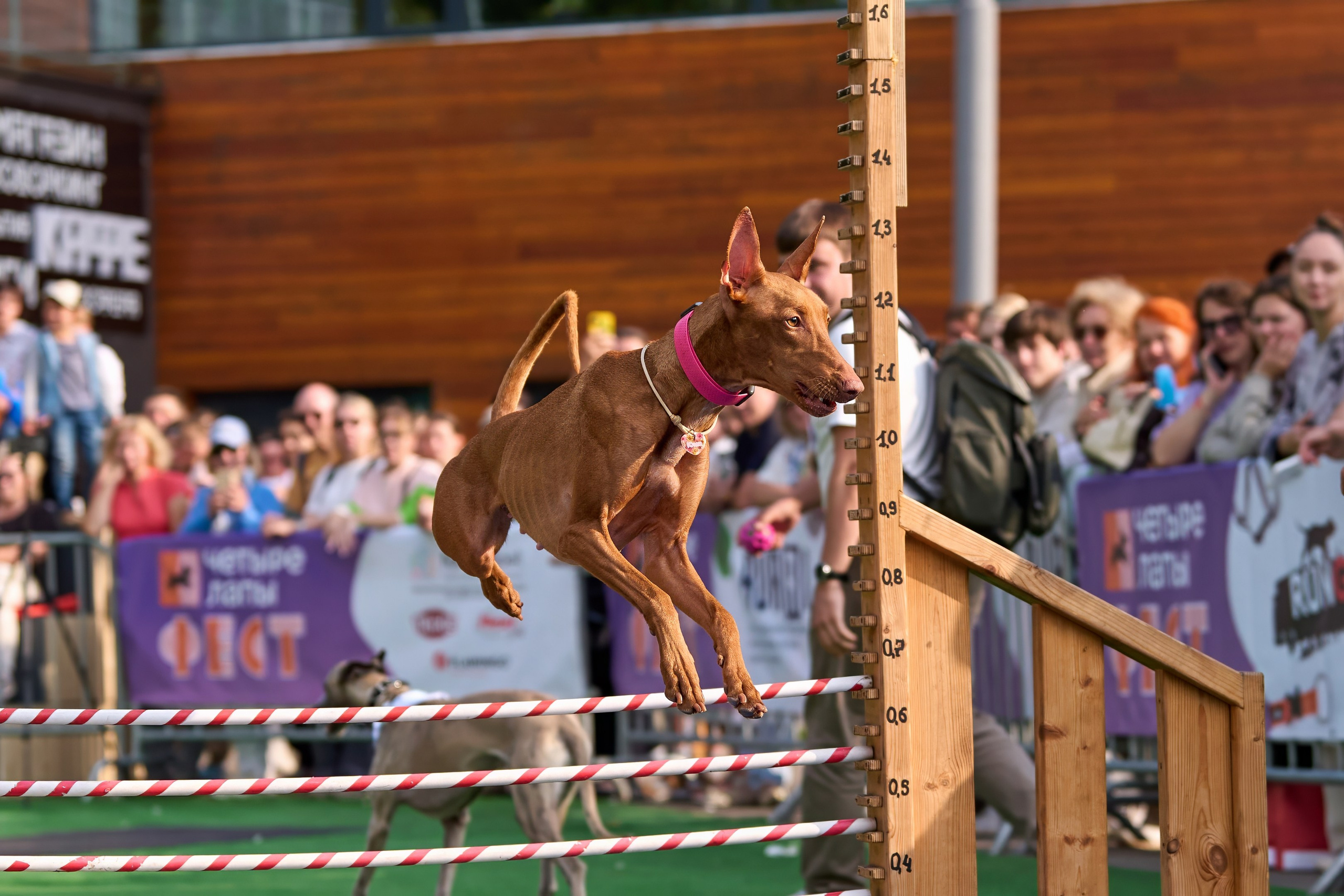4 лапы Фест. Многоборье. Фотограф-анималист Михаил Манухин