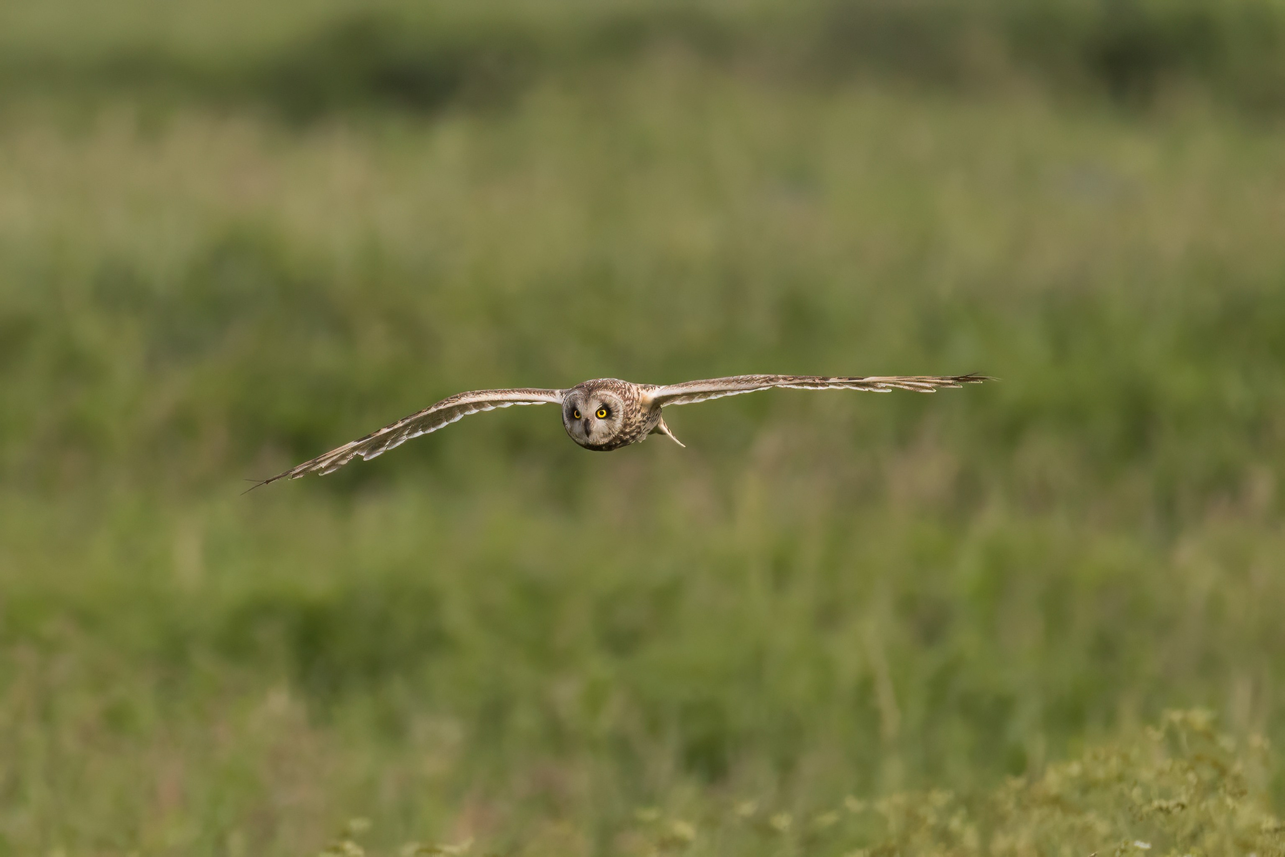 Болотная сова. Photomantis