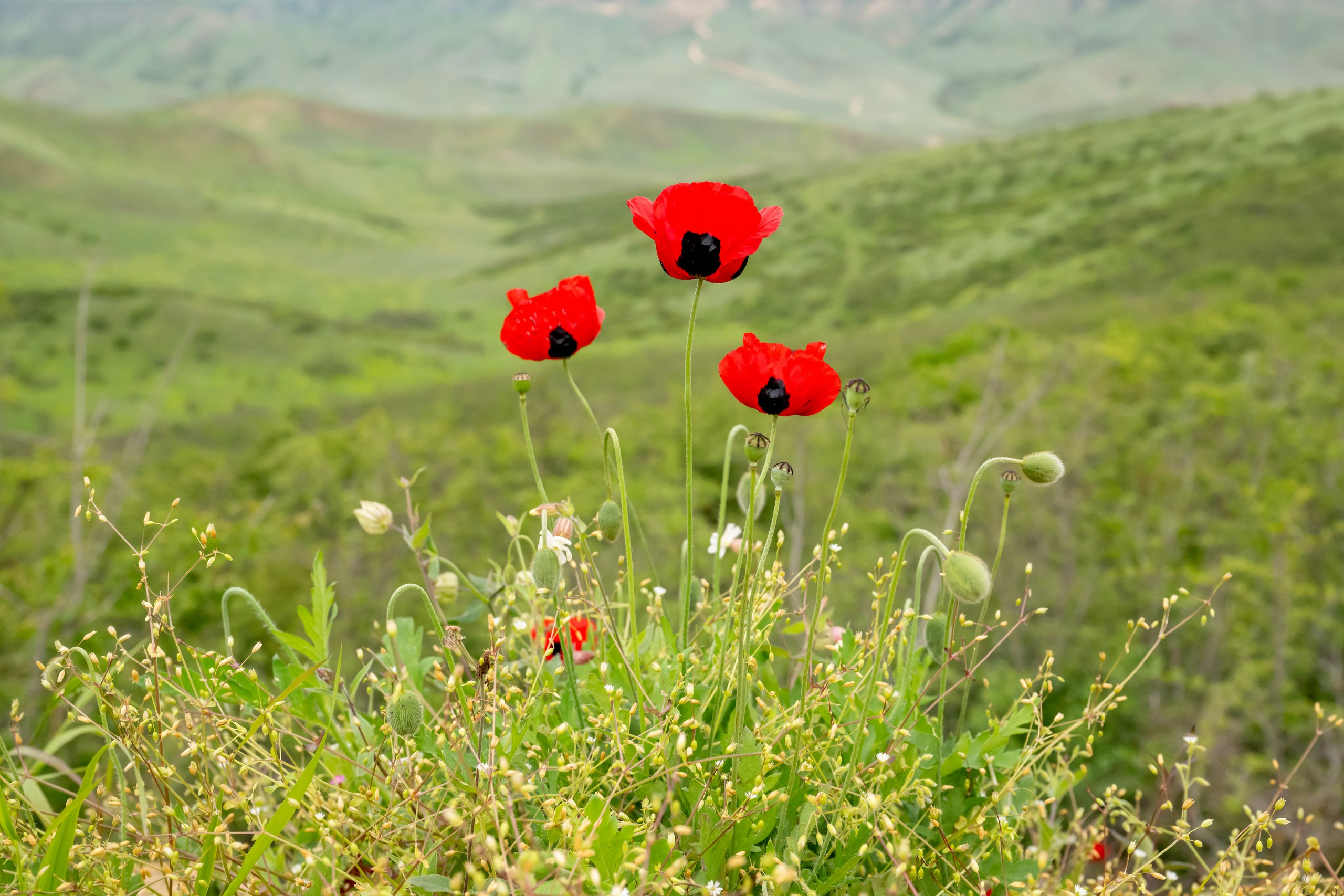 Пейзажный фотограф, Фотографии дикой природы. Foto-Zuev фотография как искусство