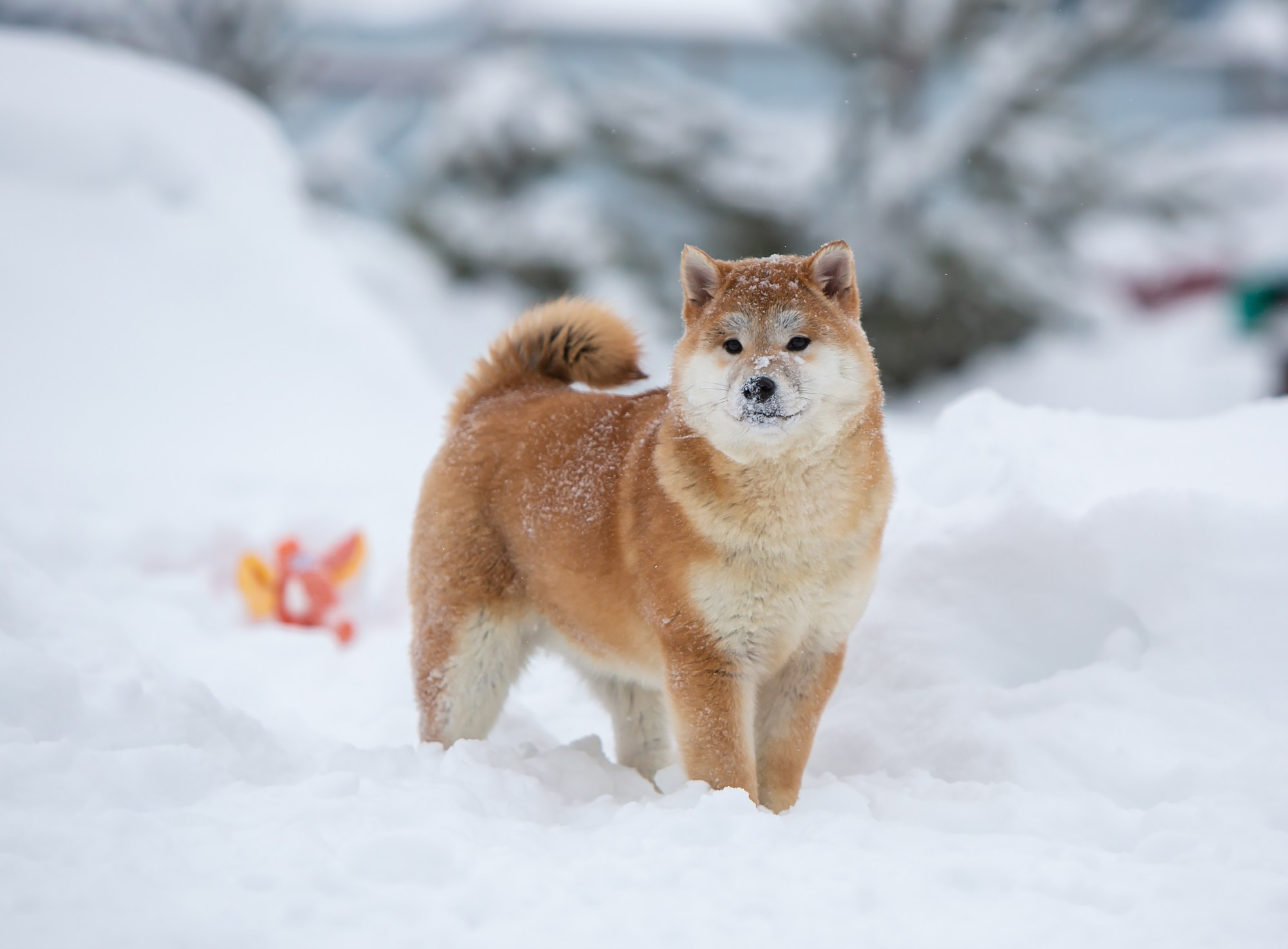 СИБА. SHIOMARU Питомник сиба и акита-ину