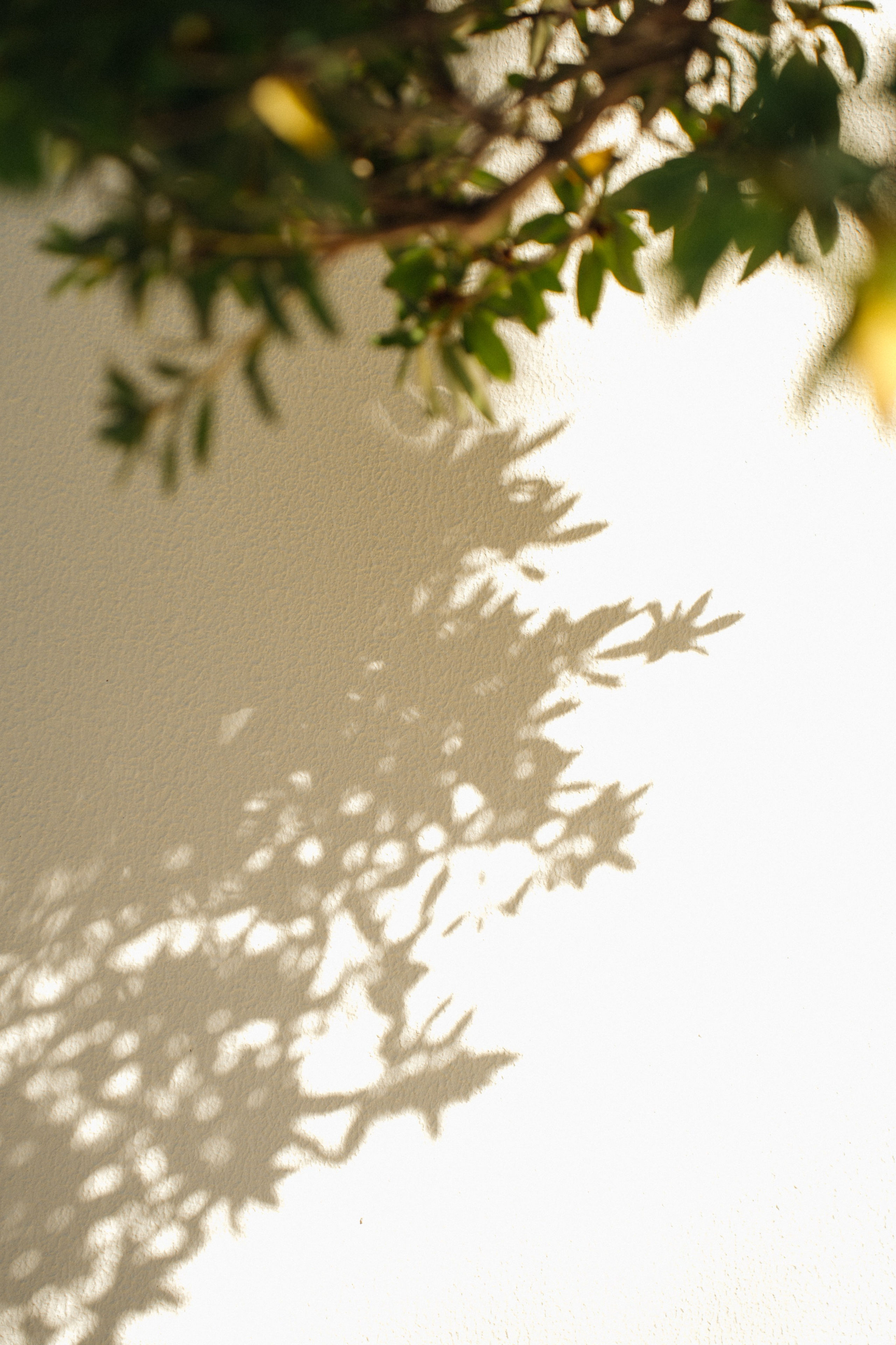 «буду всегда с тобой…». Свадебный фотограф в Краснодаре и Сочи Винидиктова Екатерина