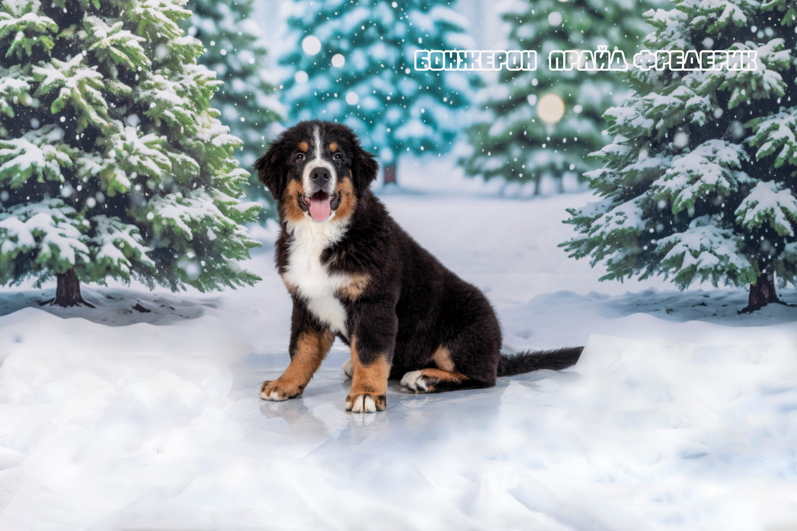 Бонжерон прайд. Фотограф 📸 семейный, предметный, репортажный