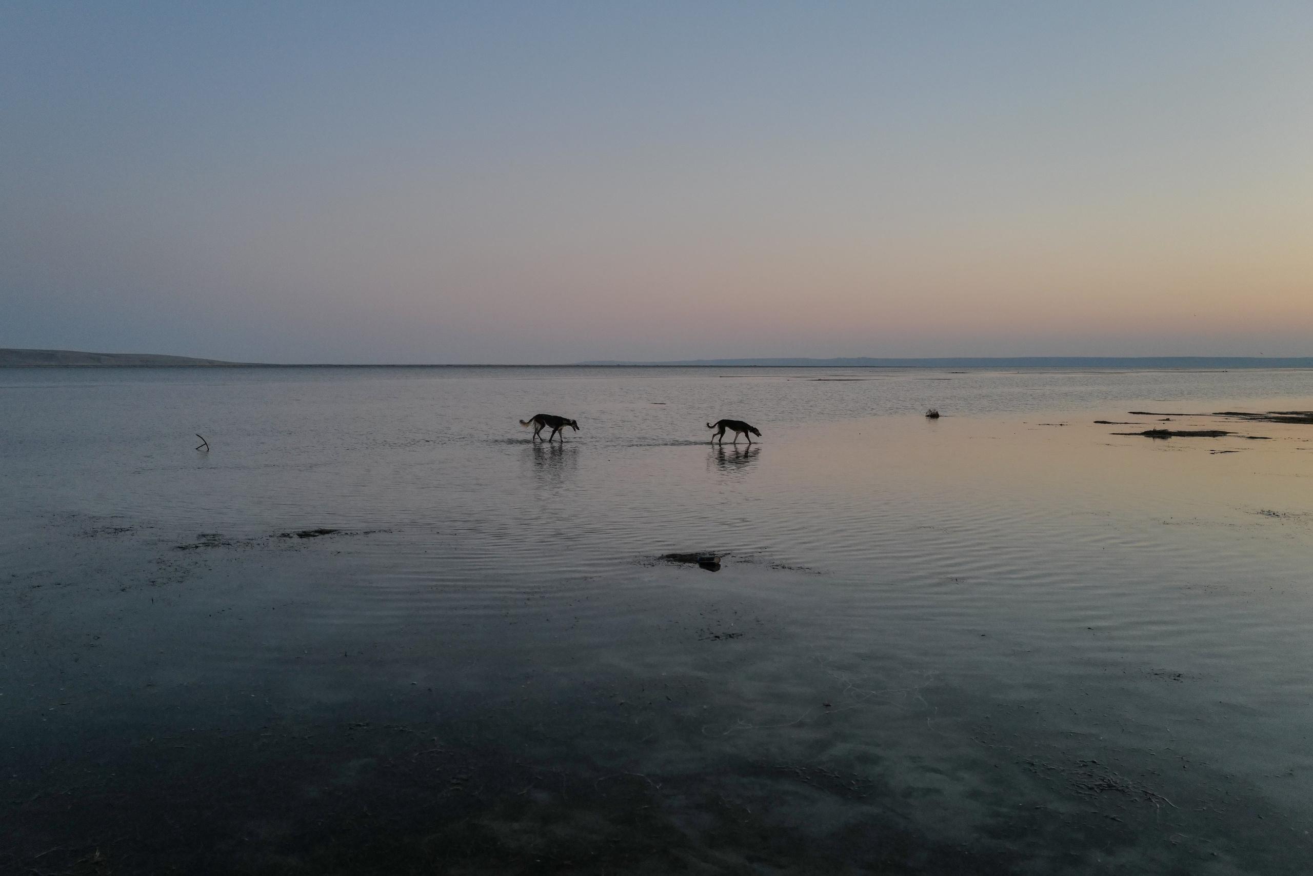 Аральское море на рассвете. Казахстан, Кызылординская область. Июль 2024 года