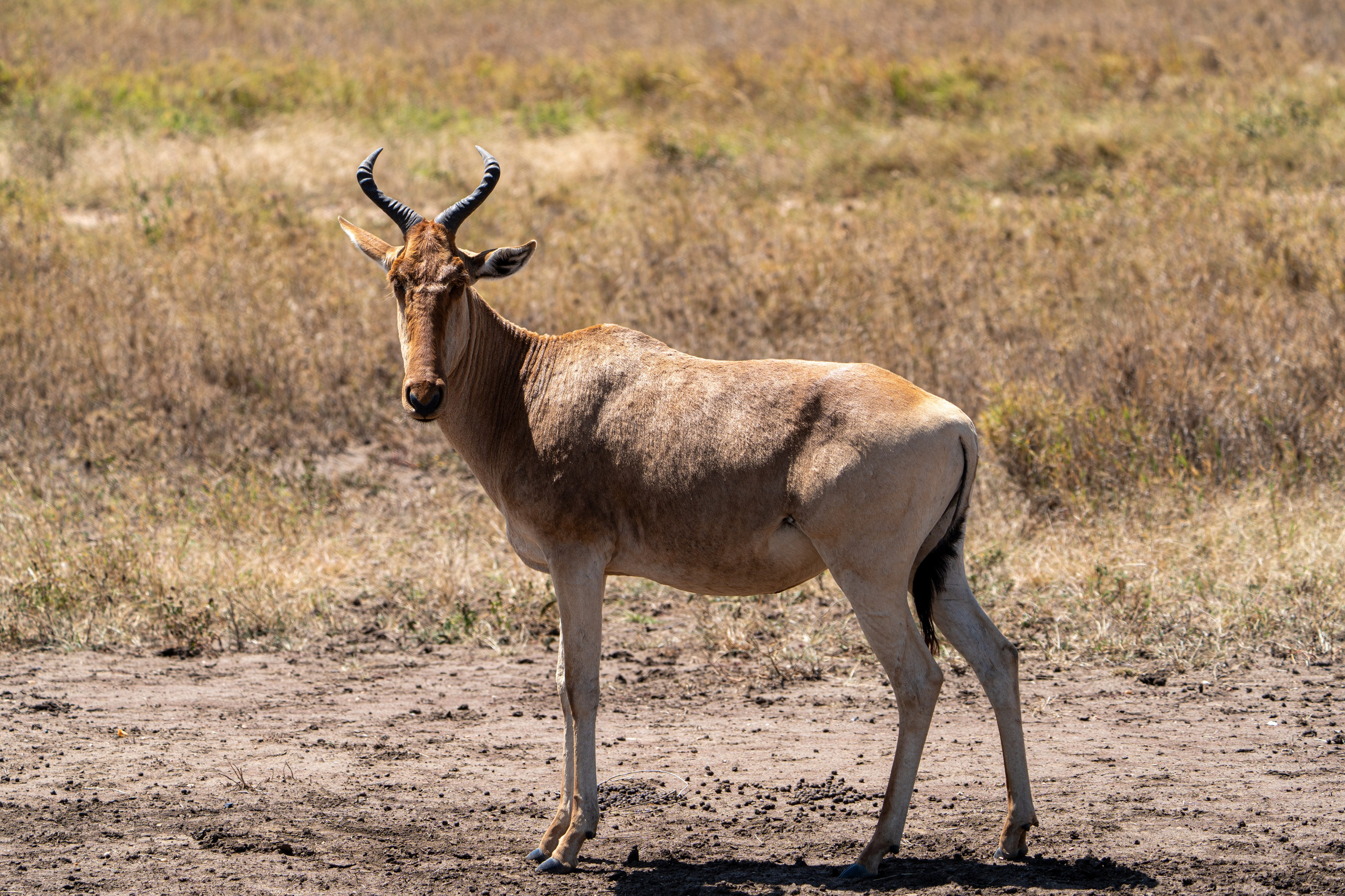 Танзания, сафари, 2025. Творческие сьемки