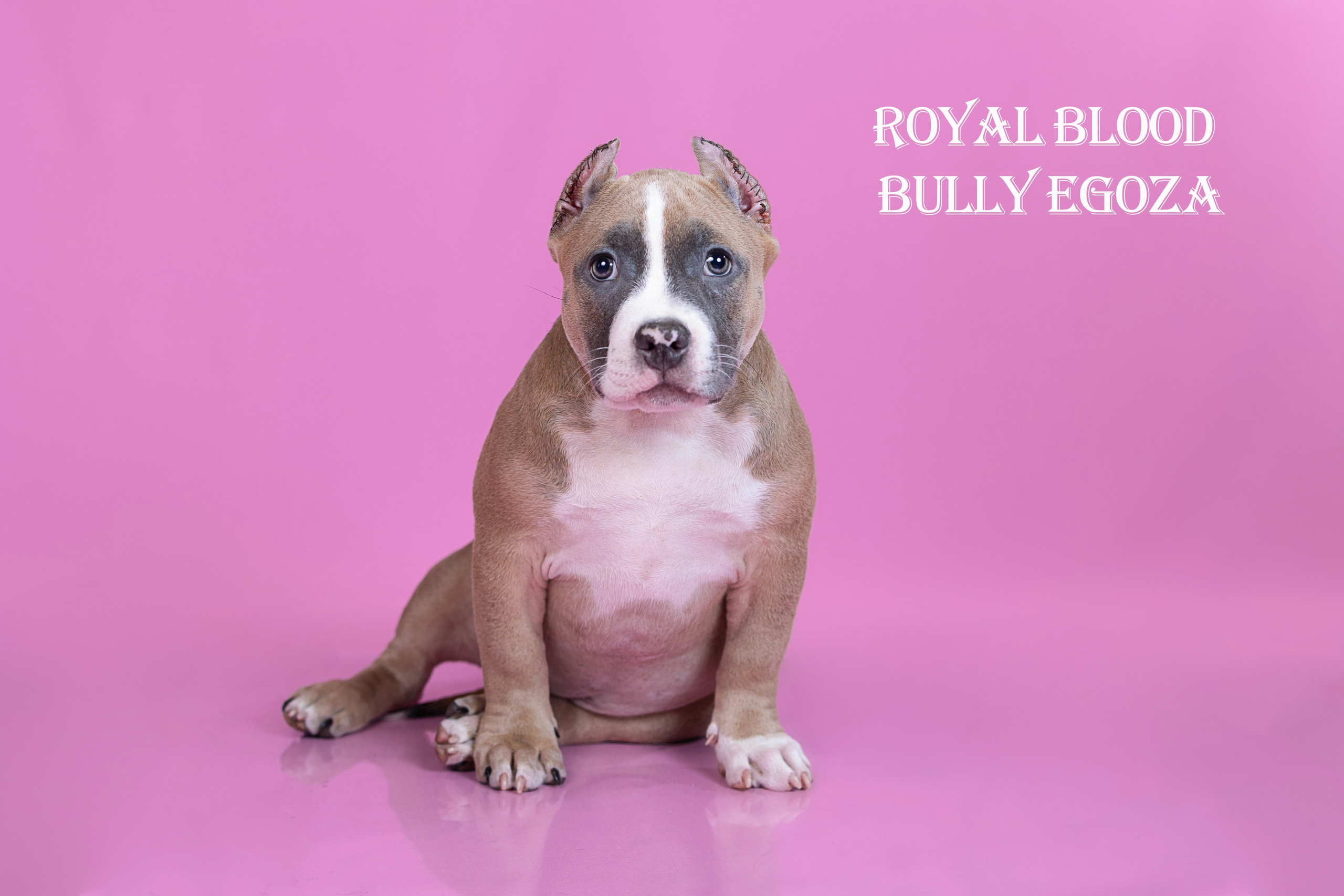 Американский булли!. Фотограф 📸 семейный, предметный, репортажный