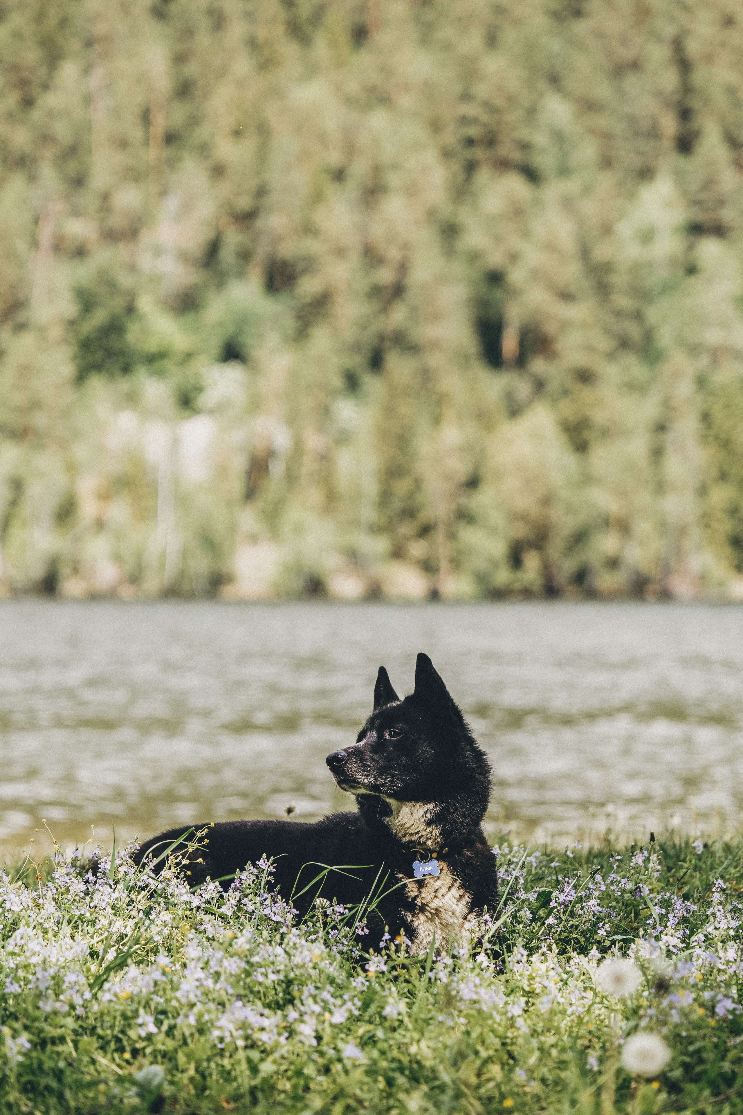 Ваши фотографии. Фотограф анималист Осипчикова Мария