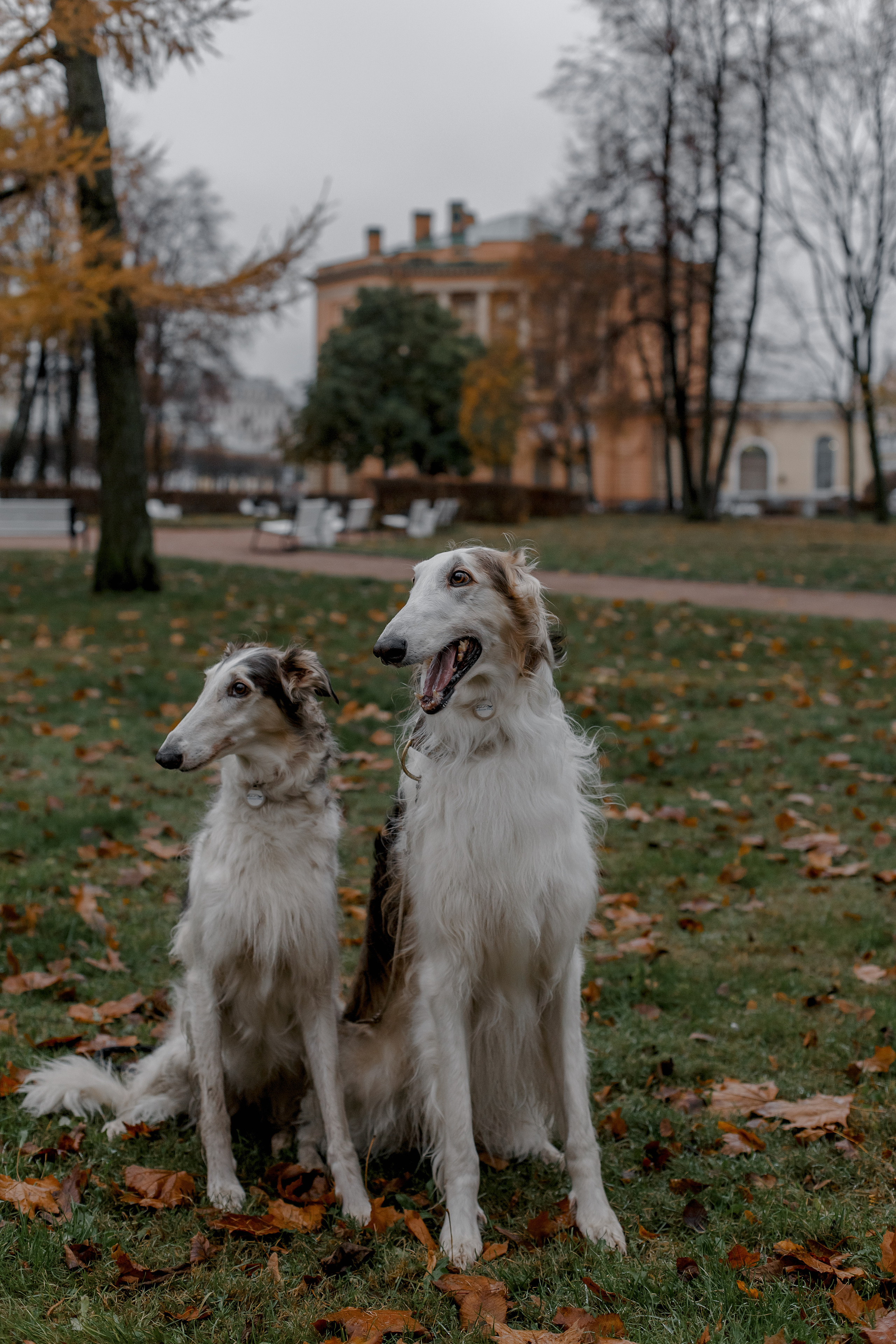 Степан и Ульяна, свадьба с Авганскими борзыми. Свадебный фотограф Санкт-Петербург  Москва