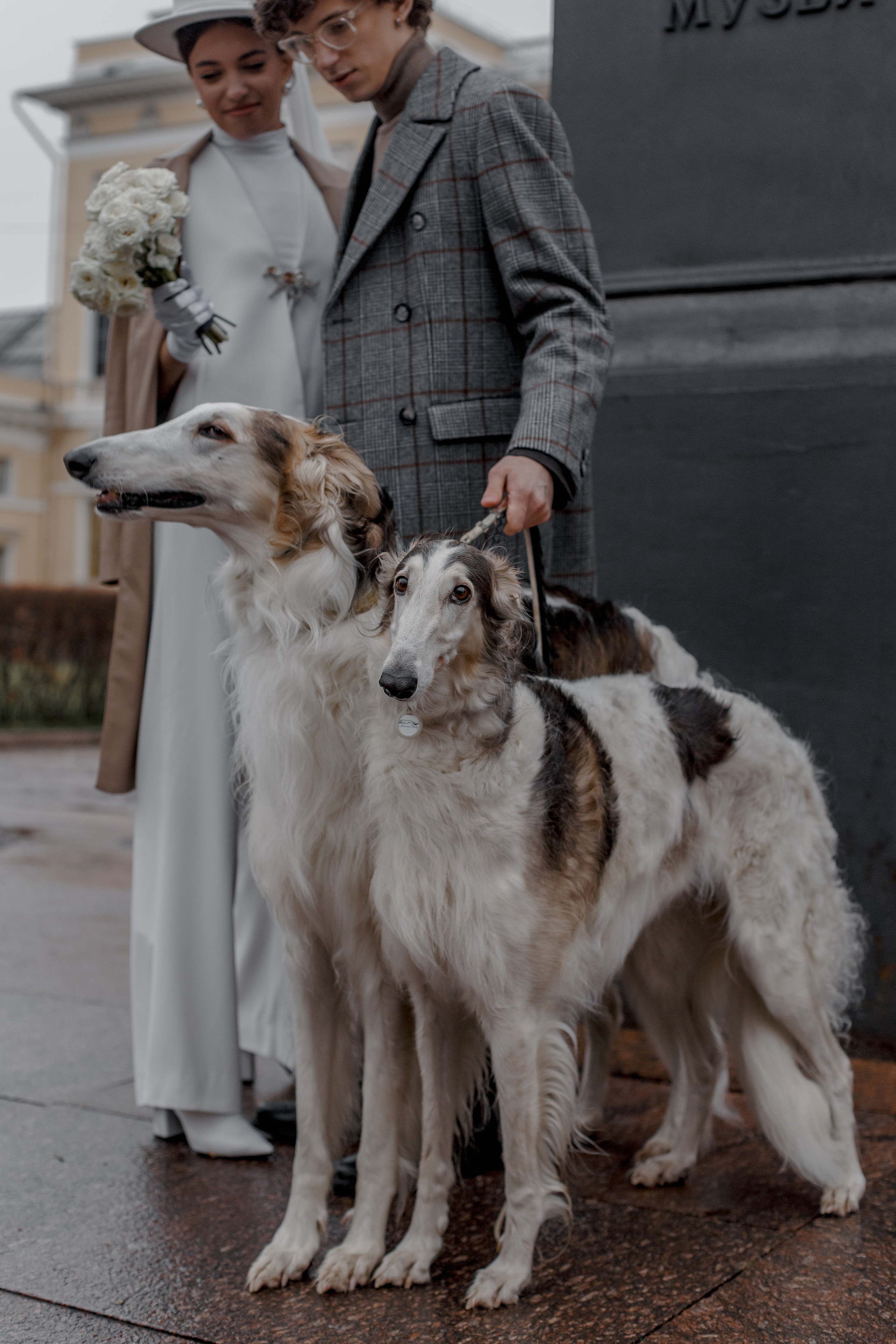 Степан и Ульяна, свадьба с Авганскими борзыми. Свадебный фотограф Санкт-Петербург  Москва