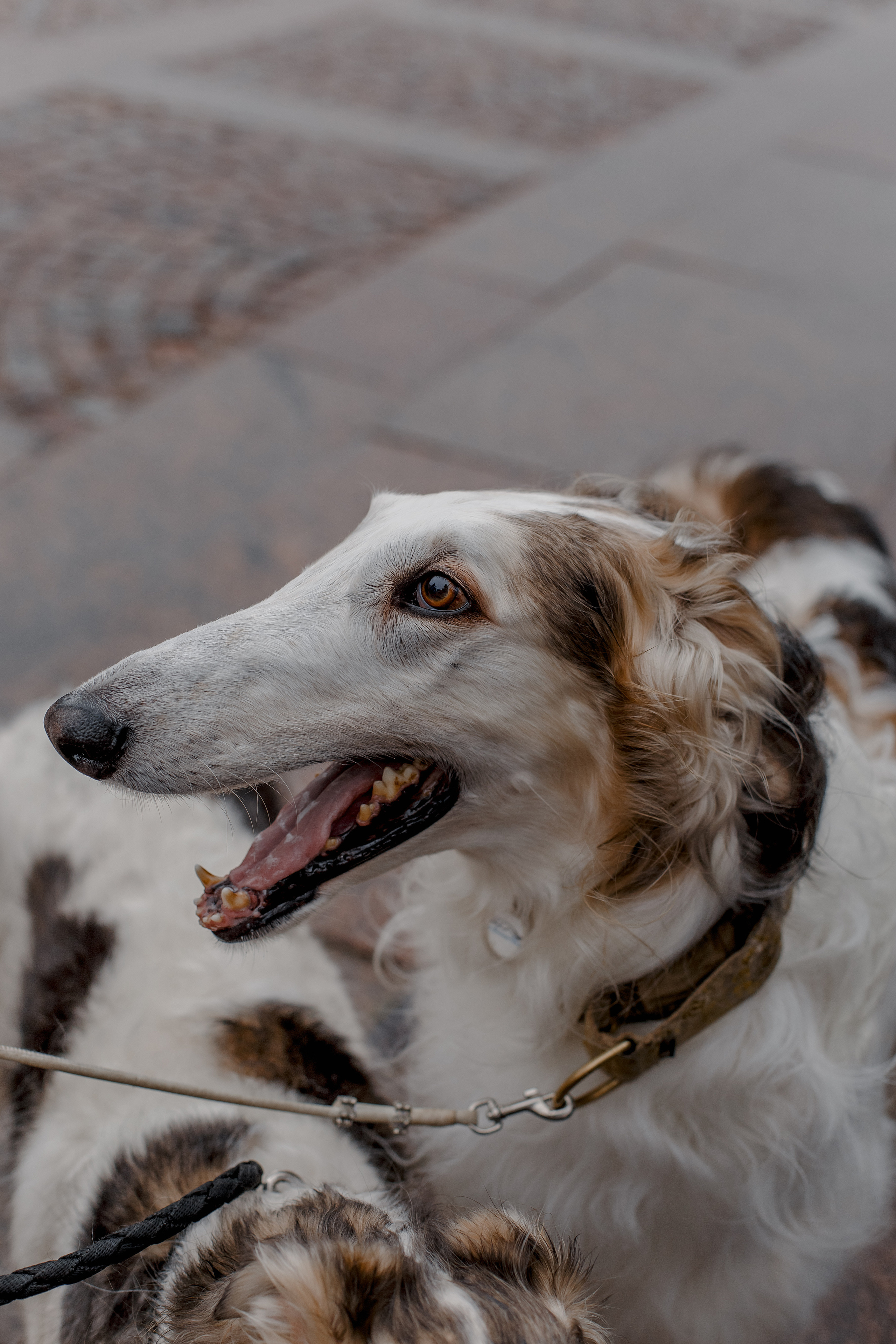 Степан и Ульяна, свадьба с Авганскими борзыми. Свадебный фотограф Санкт-Петербург  Москва