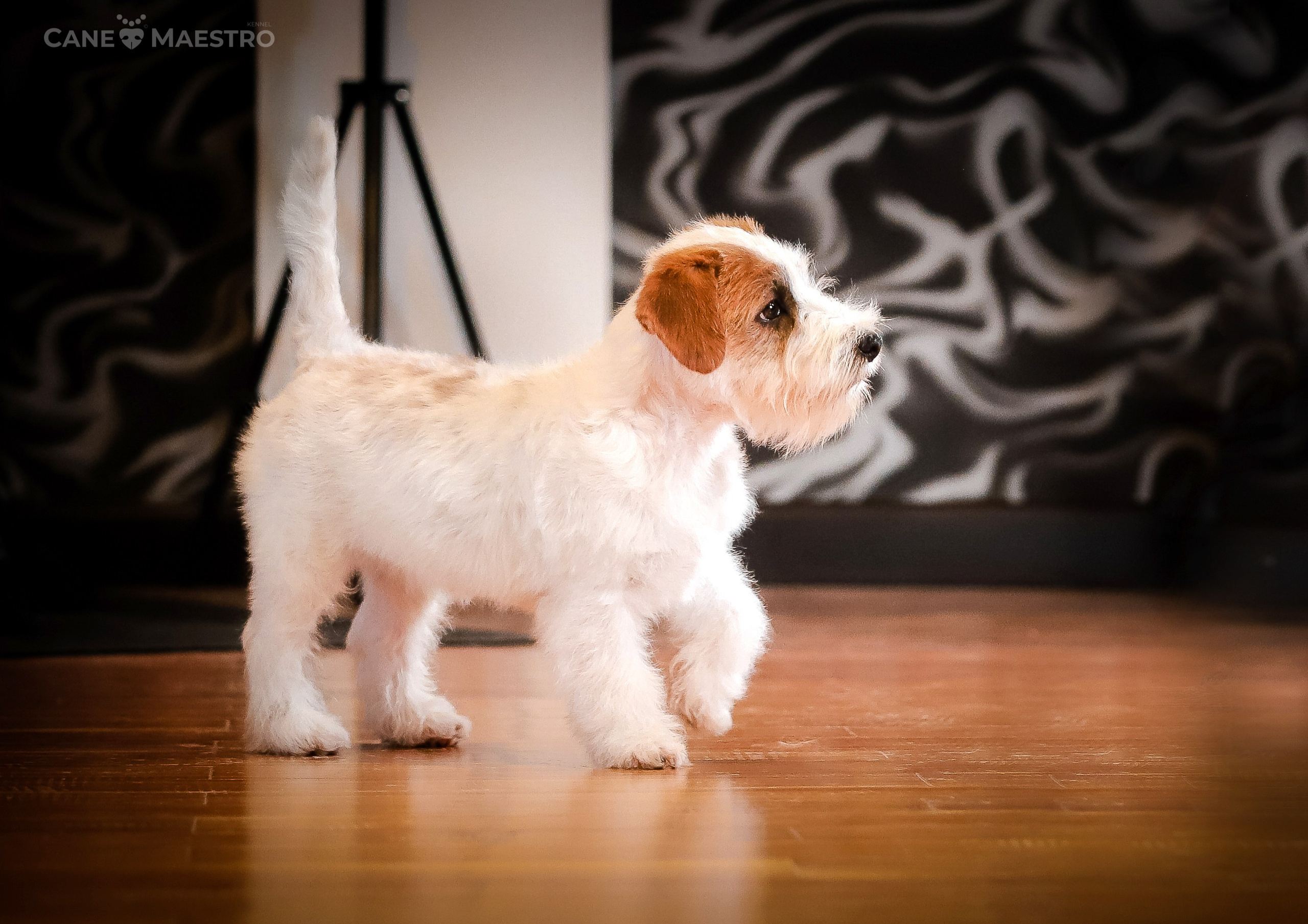 Девочка бело-рыжего окраса. Монокль жесткошерстная джек рассел терьер. КАНЕ МАЭСТРО — питомник Джек рассел терьеров