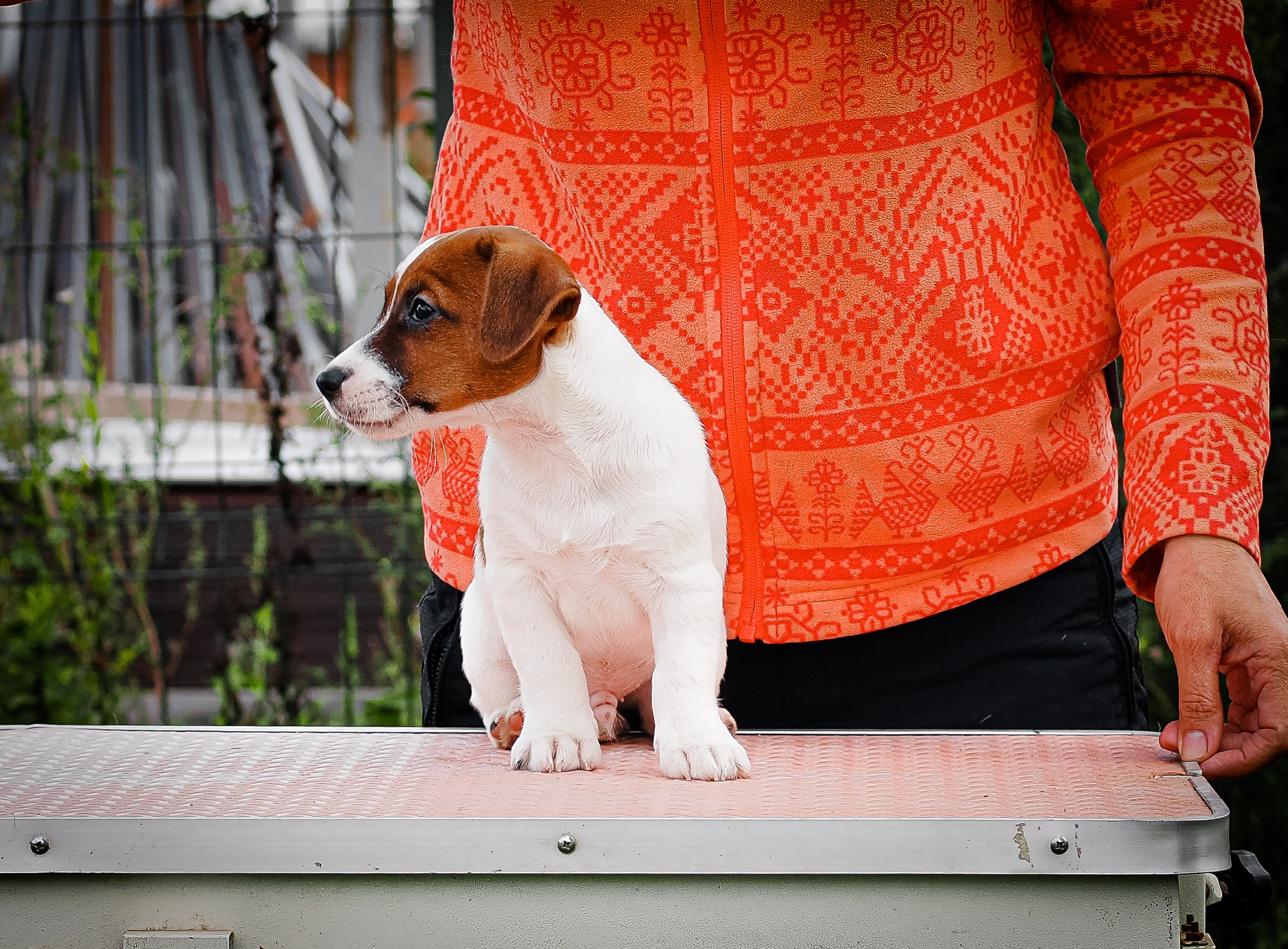 ЭМЕНТАЛЬ_КОБЕЛЬ. CANE MAESTRO — kennel Jack Russell Terrier