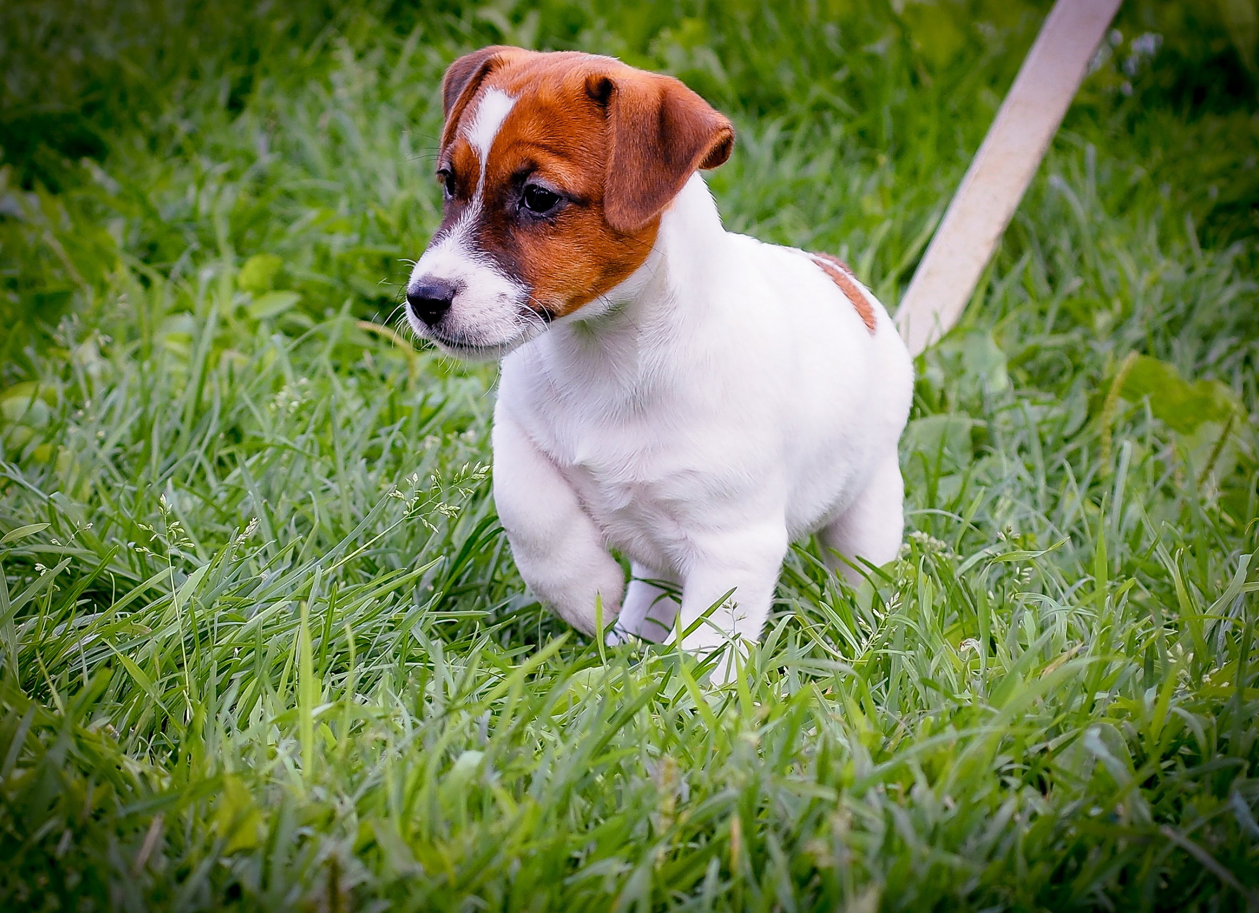 ЭМЕНТАЛЬ_КОБЕЛЬ. CANE MAESTRO — kennel Jack Russell Terrier