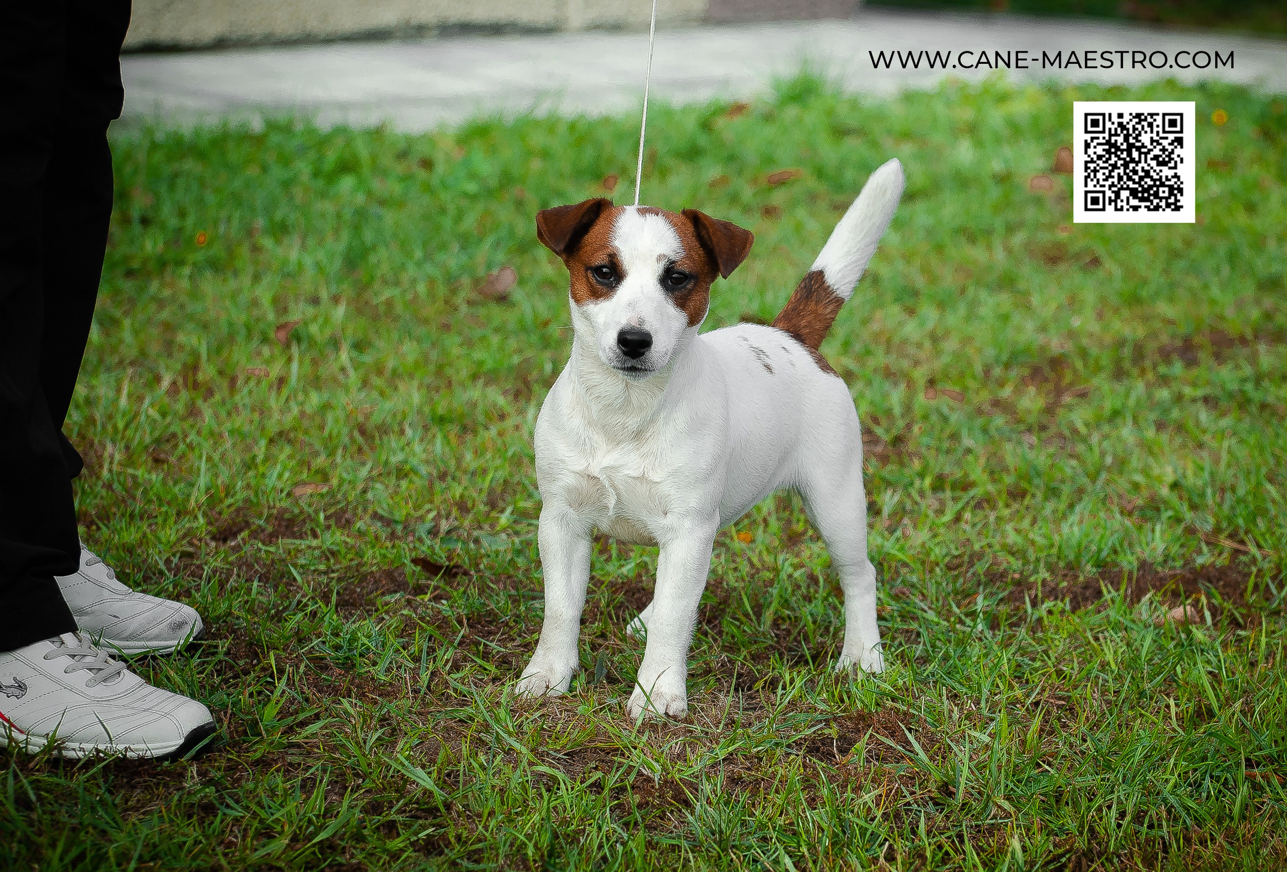 Щенок Джек-рассел-терьер. КМ ФЕРИТЕЙЛ. Гладкий джек рассел. Девочка№1. КАНЕ МАЭСТРО — питомник Джек рассел терьеров
