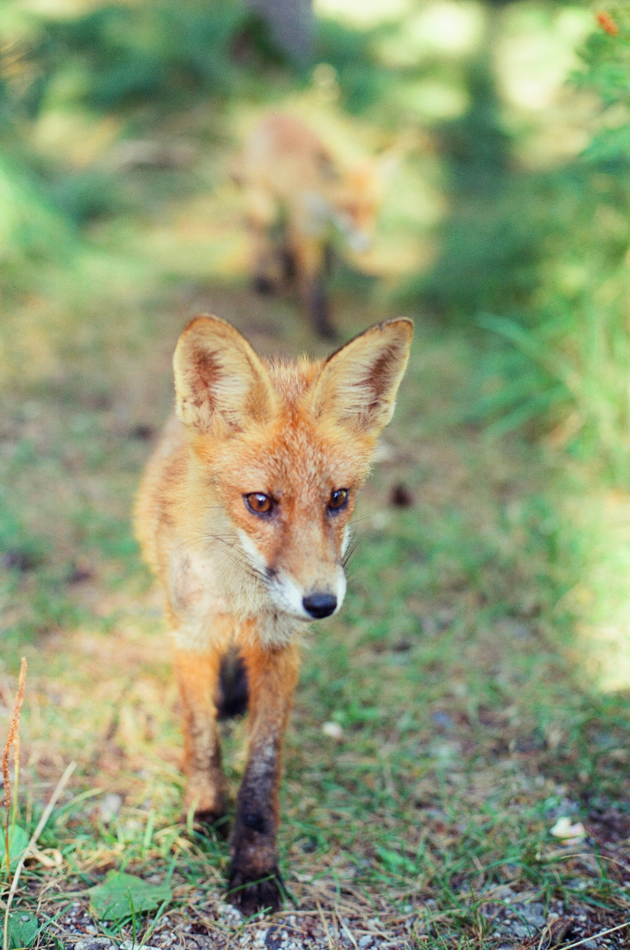 Плёнка🎞️. Фотограф в Москве Ксюшенька