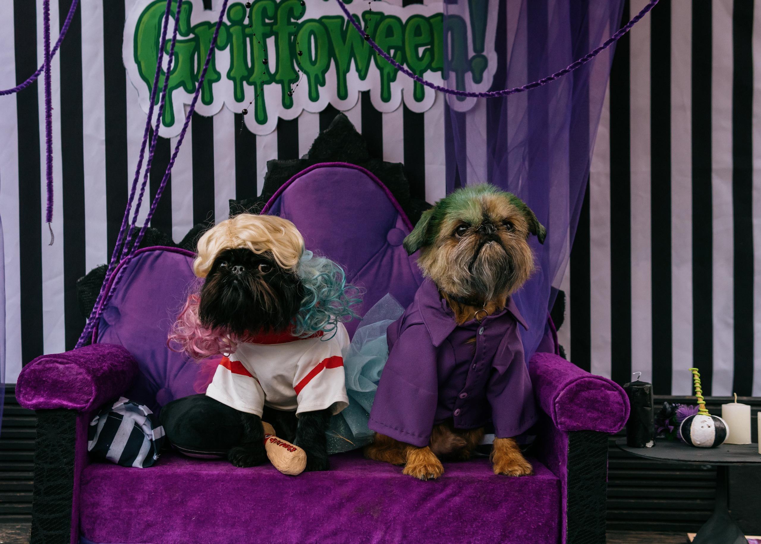 Тематическая встреча породников «Griffween». Фотограф-анималист Ксения Воробьева, Москва