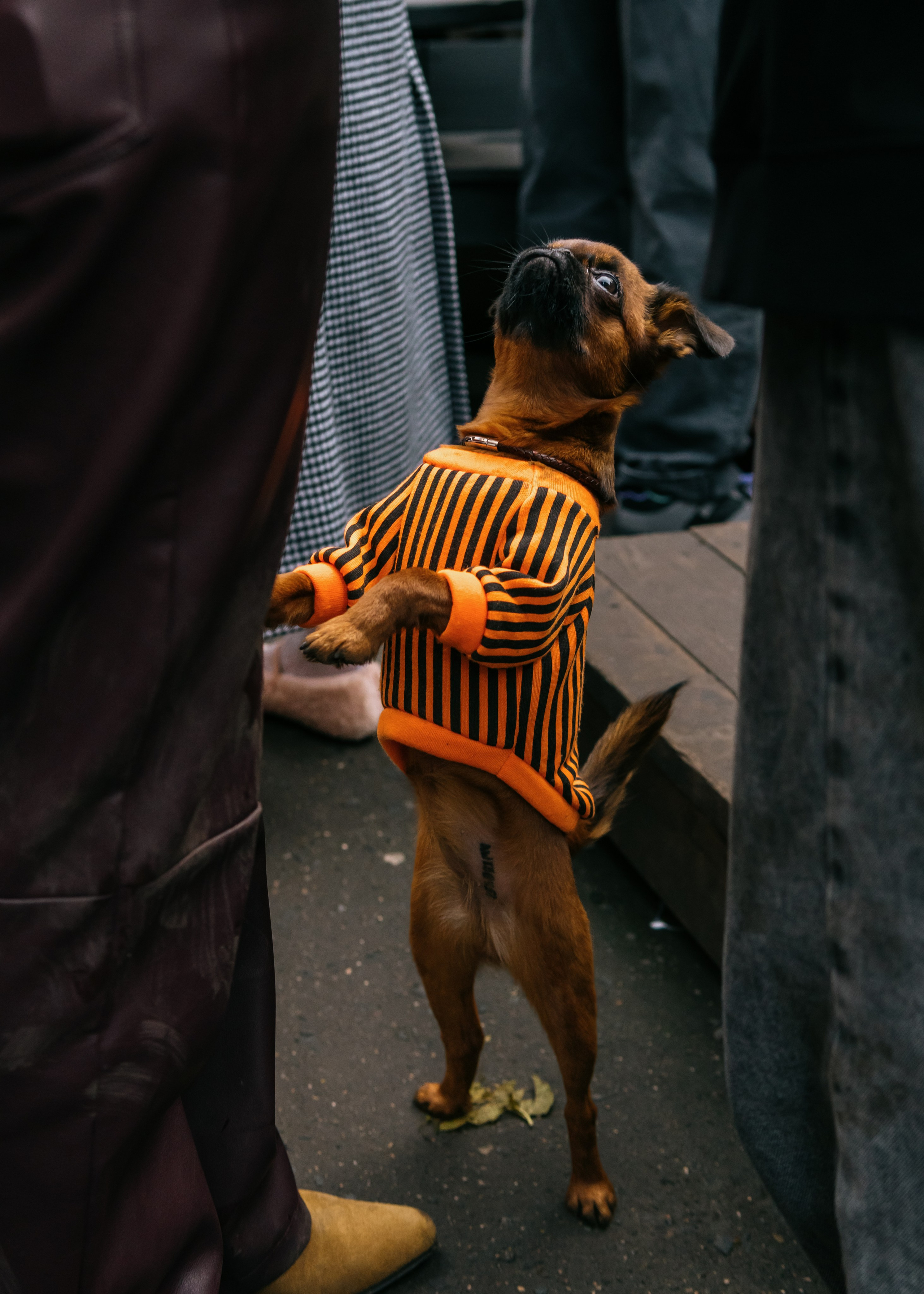 Тематическая встреча породников «Griffween». Фотограф-анималист Ксения Воробьева, Москва