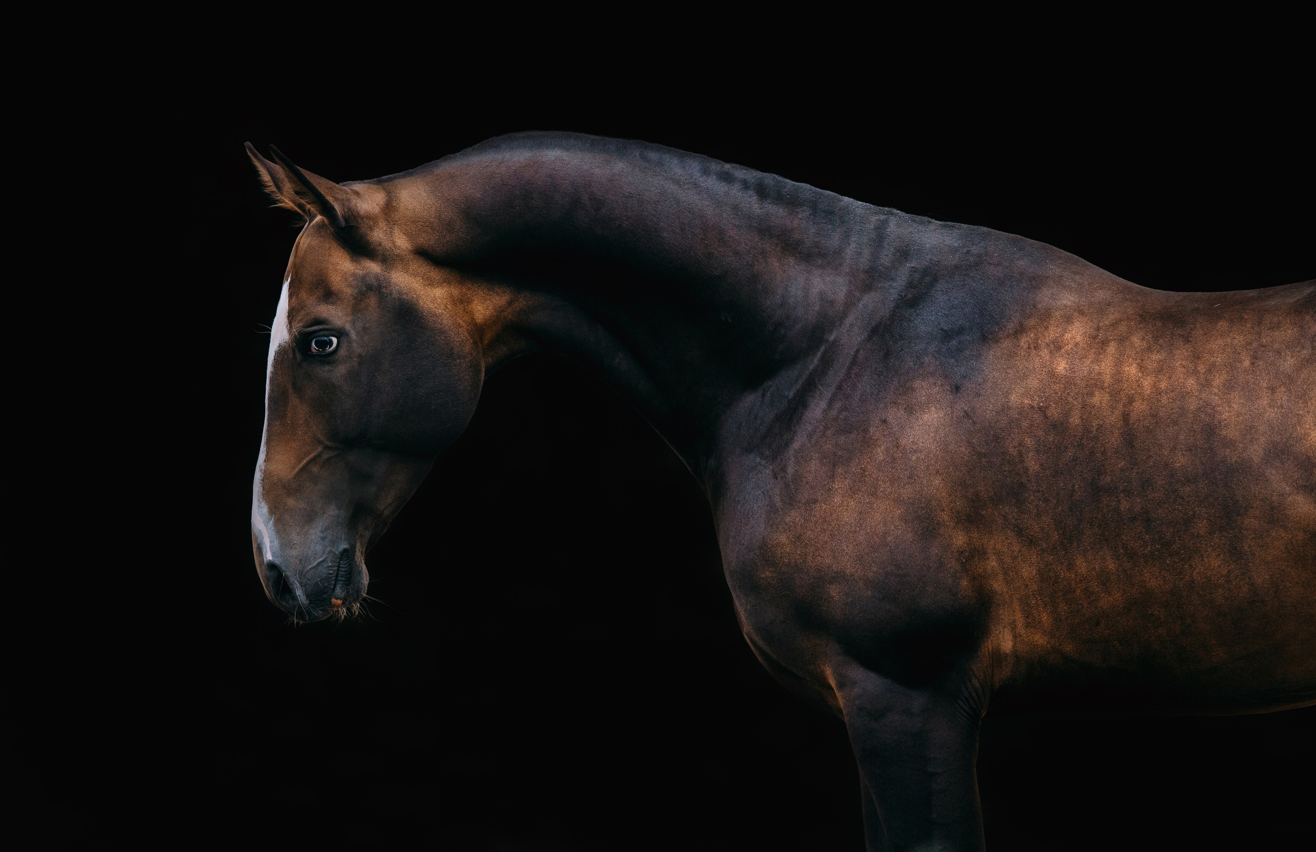 На черном фоне. Фотограф-анималист Ксендзова Кристина