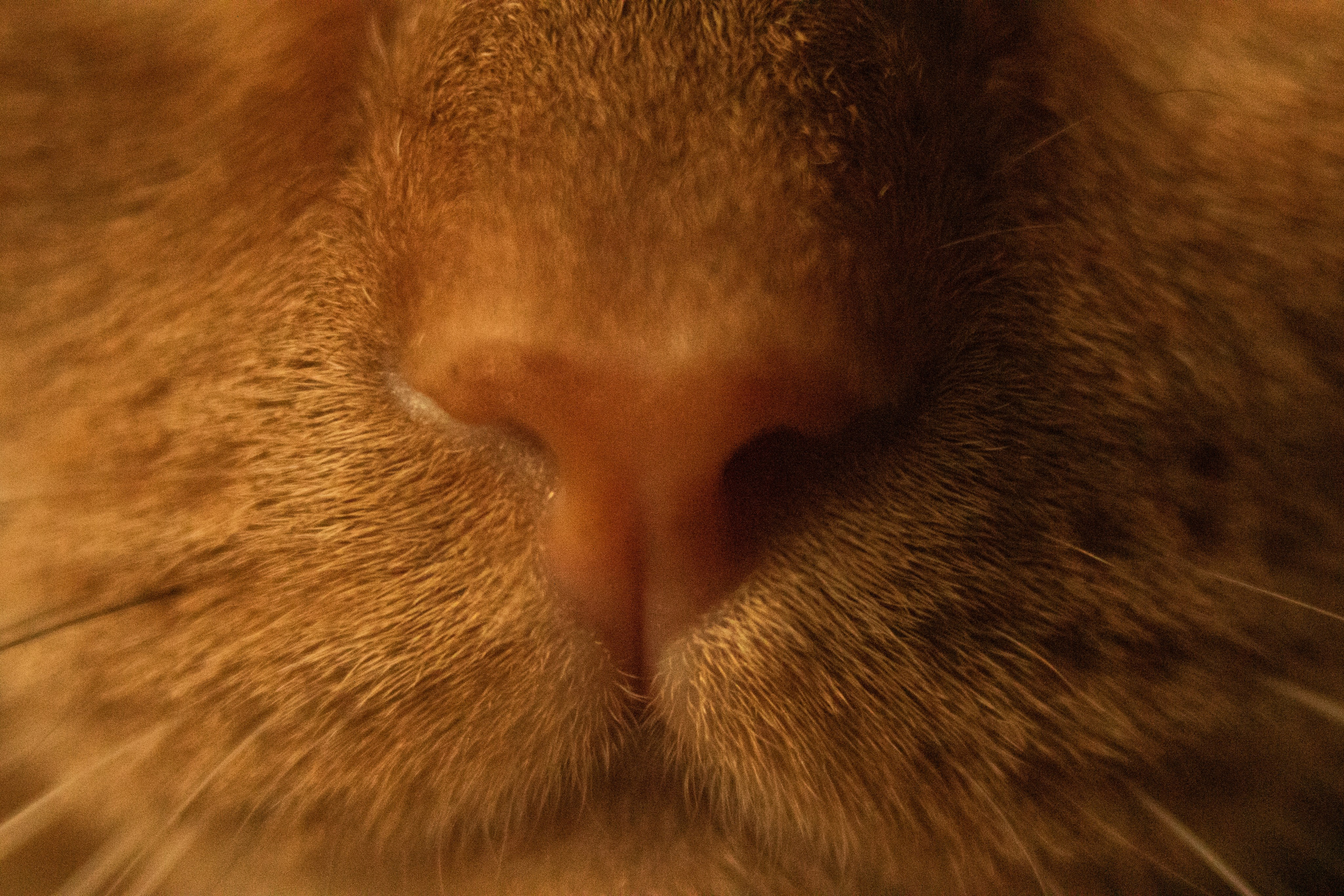 Анимализм. Профессиональный фотограф Александр Бородин