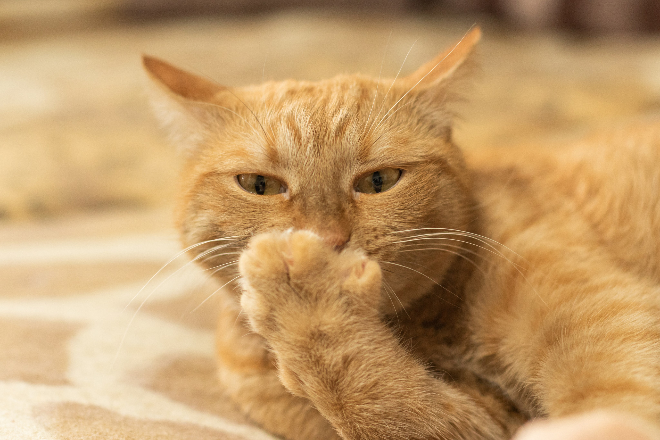 Анимализм. Профессиональный фотограф Александр Бородин