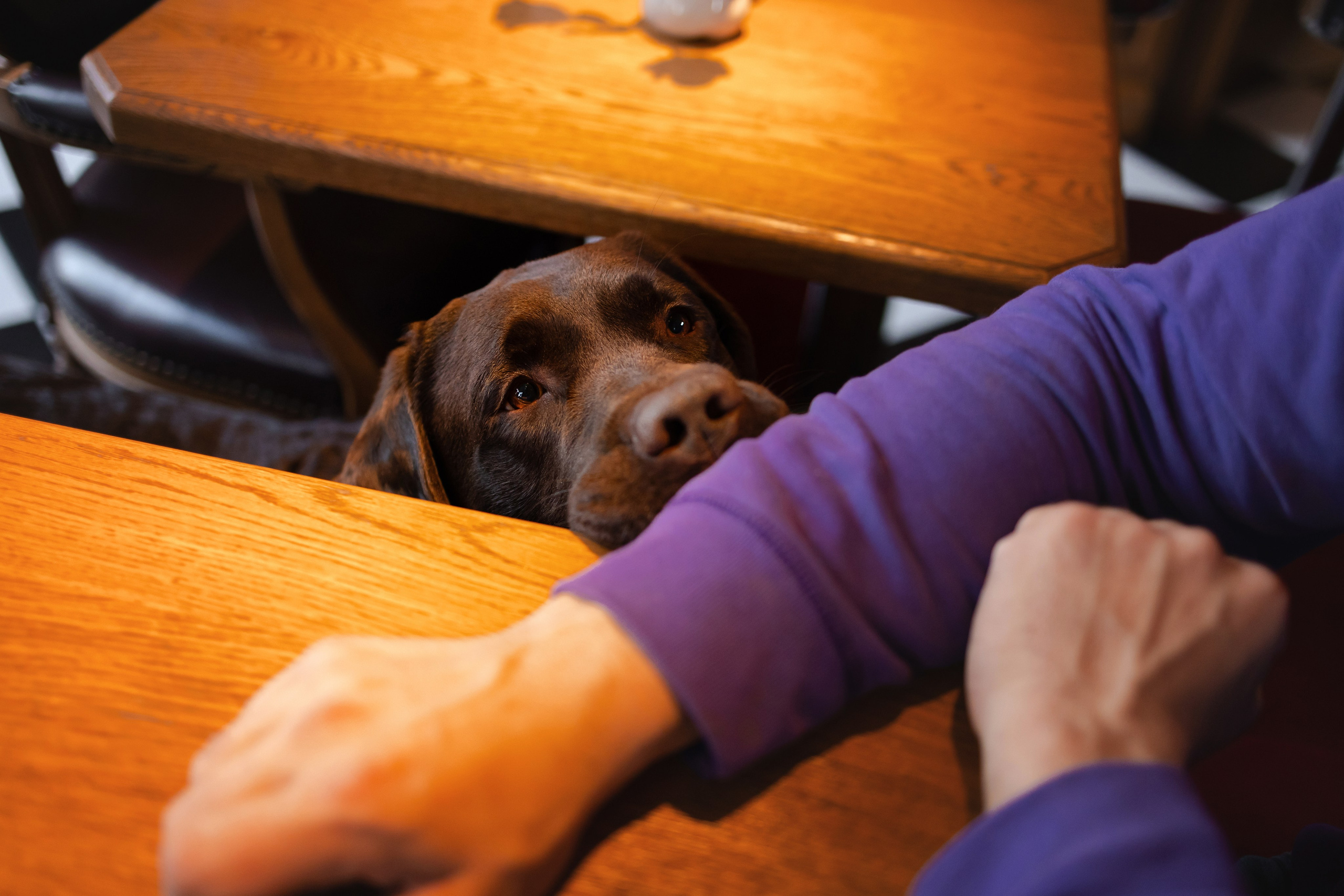 Фотосессия в центре Севастополя. Фотограф-анималист в Краснодаре Маша Мельникова