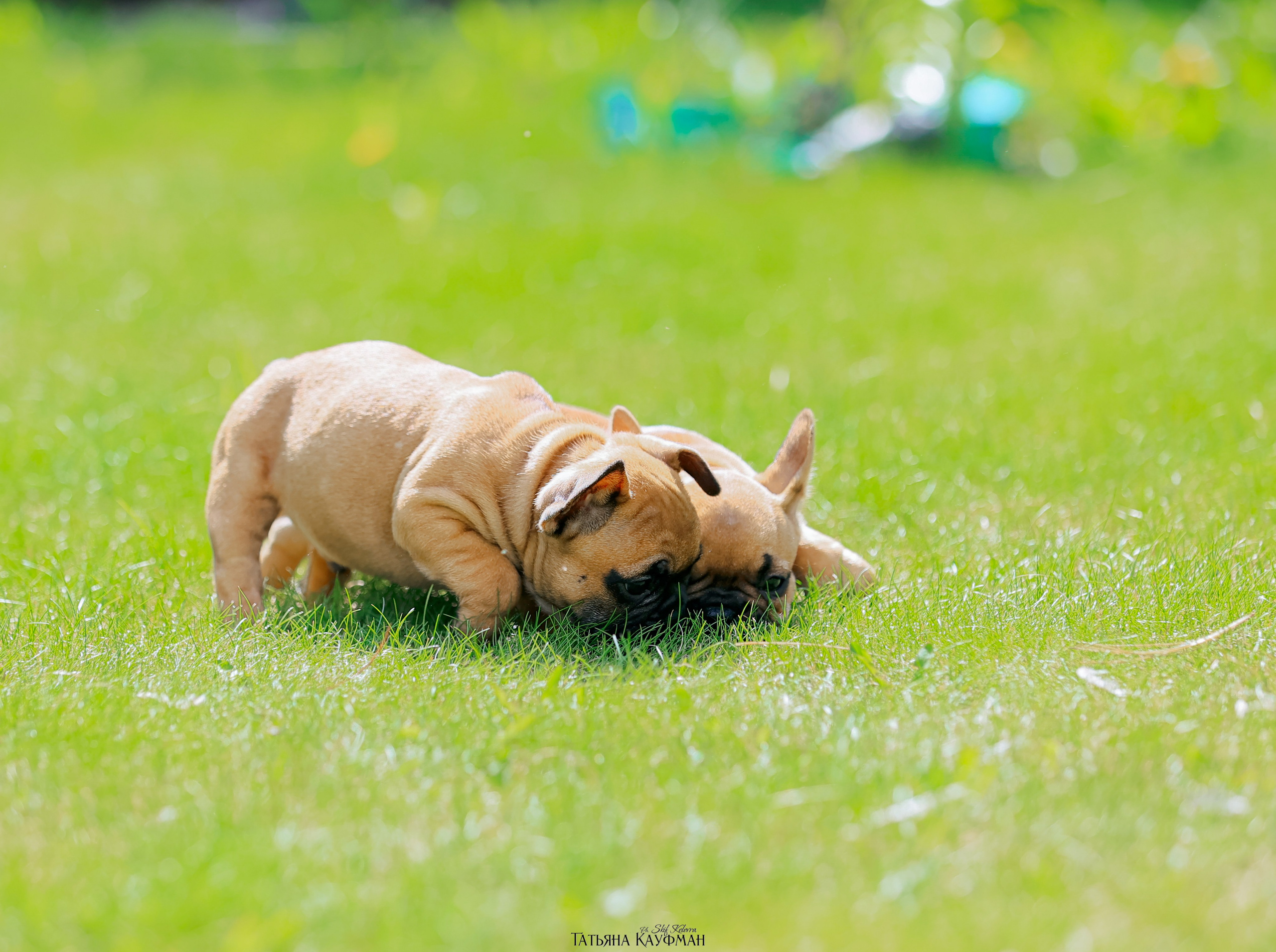 Французский бульдог, фотография французского бульдога, щенки бульдога, щенки французского бульдога, красивая собака, фотограф анималист, фотокурс Анималистика, научиться фотографировать собак, фотограф Новосибирск