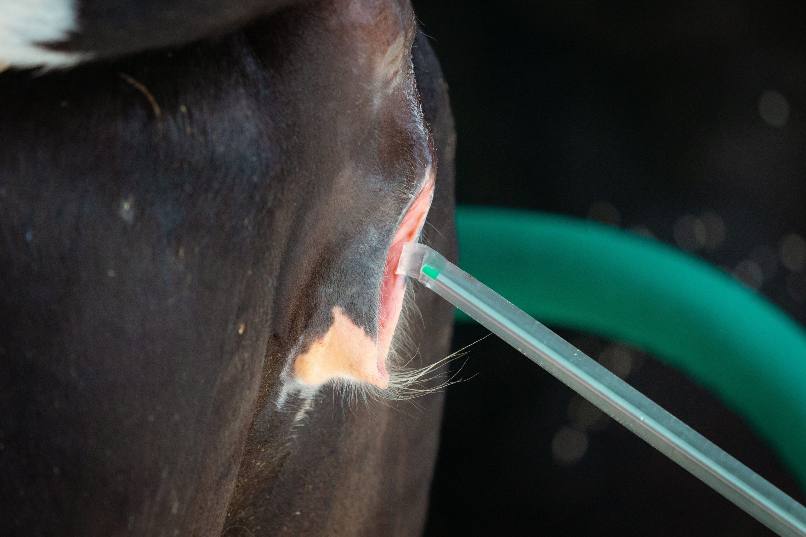 Конкурс операторов осеменения коров [17-18 августа 2022 г.]. Фотограф Виноградов Константин