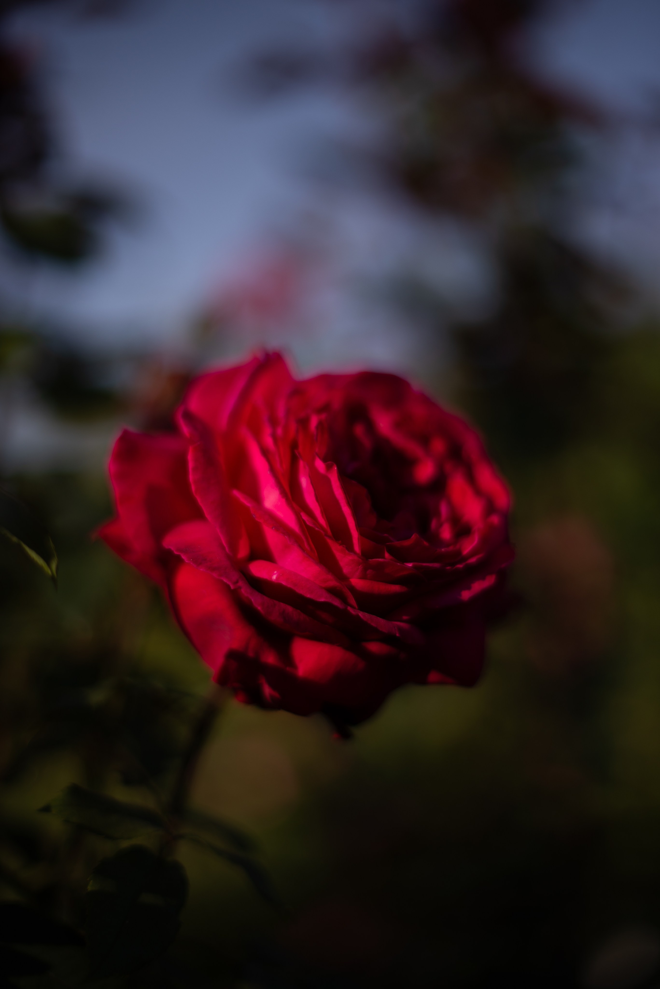 Цветы сада МГУ. Victoria Radjevna Репортажный Фотограф — Видеограф Москва • Санкт-Петербург