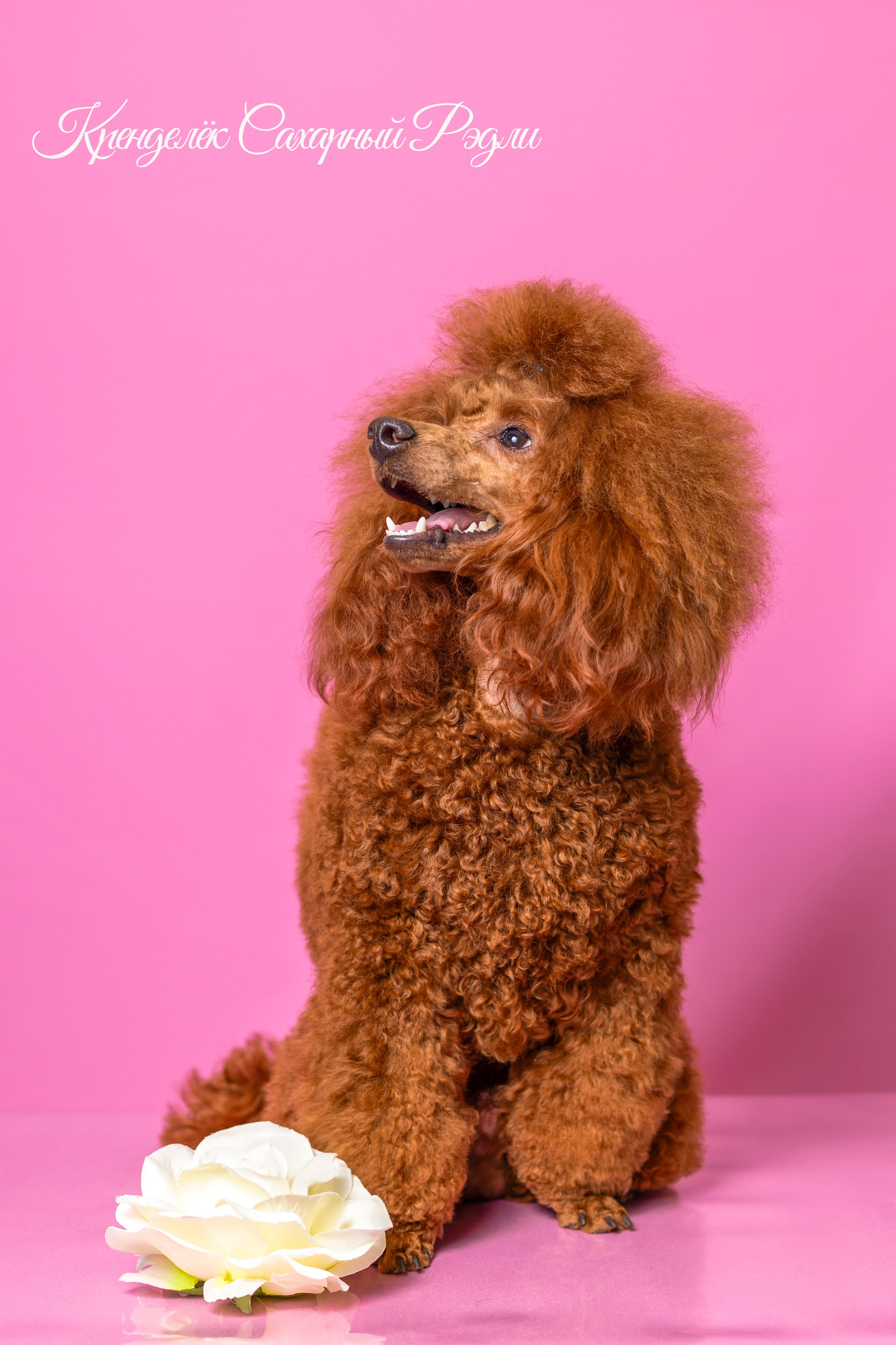 Кренделек сахарный Редли. Фотограф 📸 семейный, предметный, репортажный