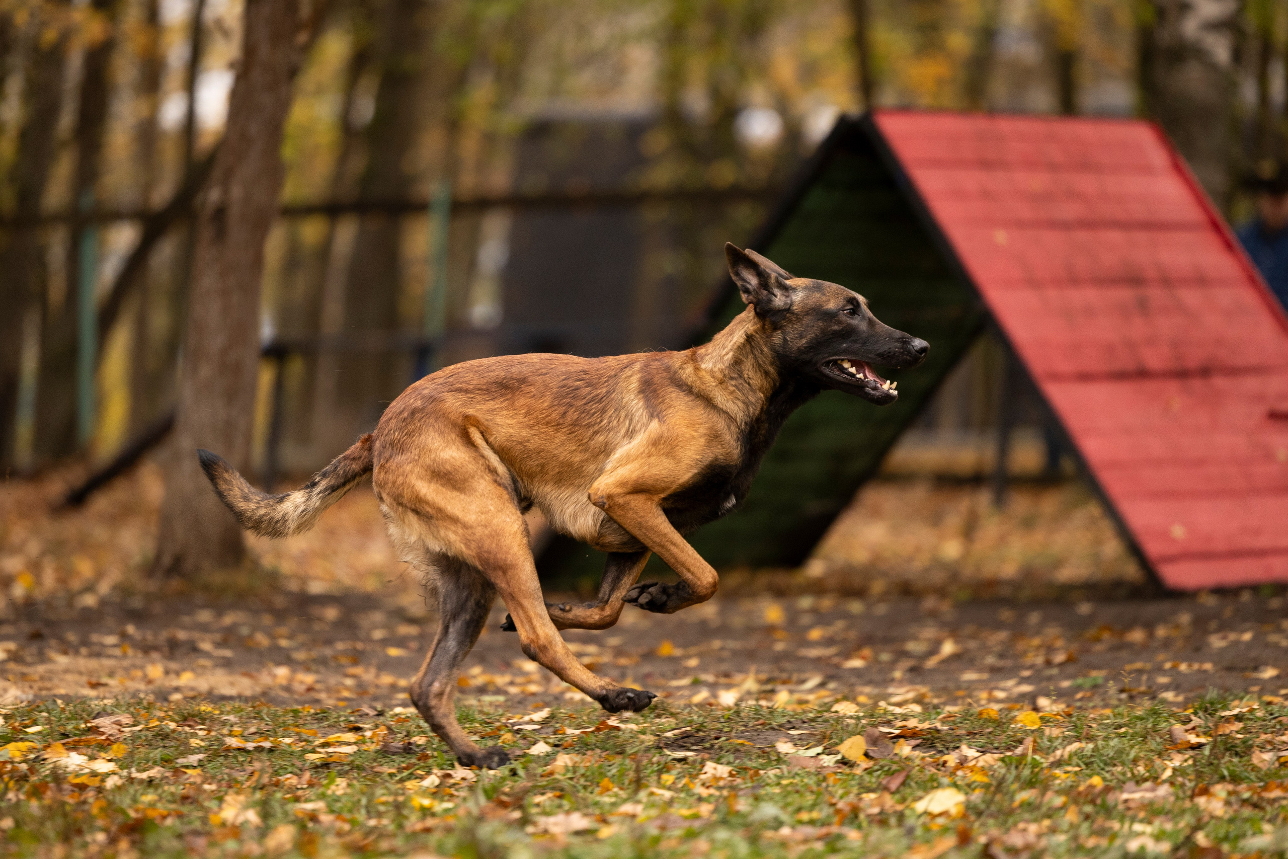 Соревнования по Мондьорингу г. Вологда. Фотограф-анималист Анна Маринич