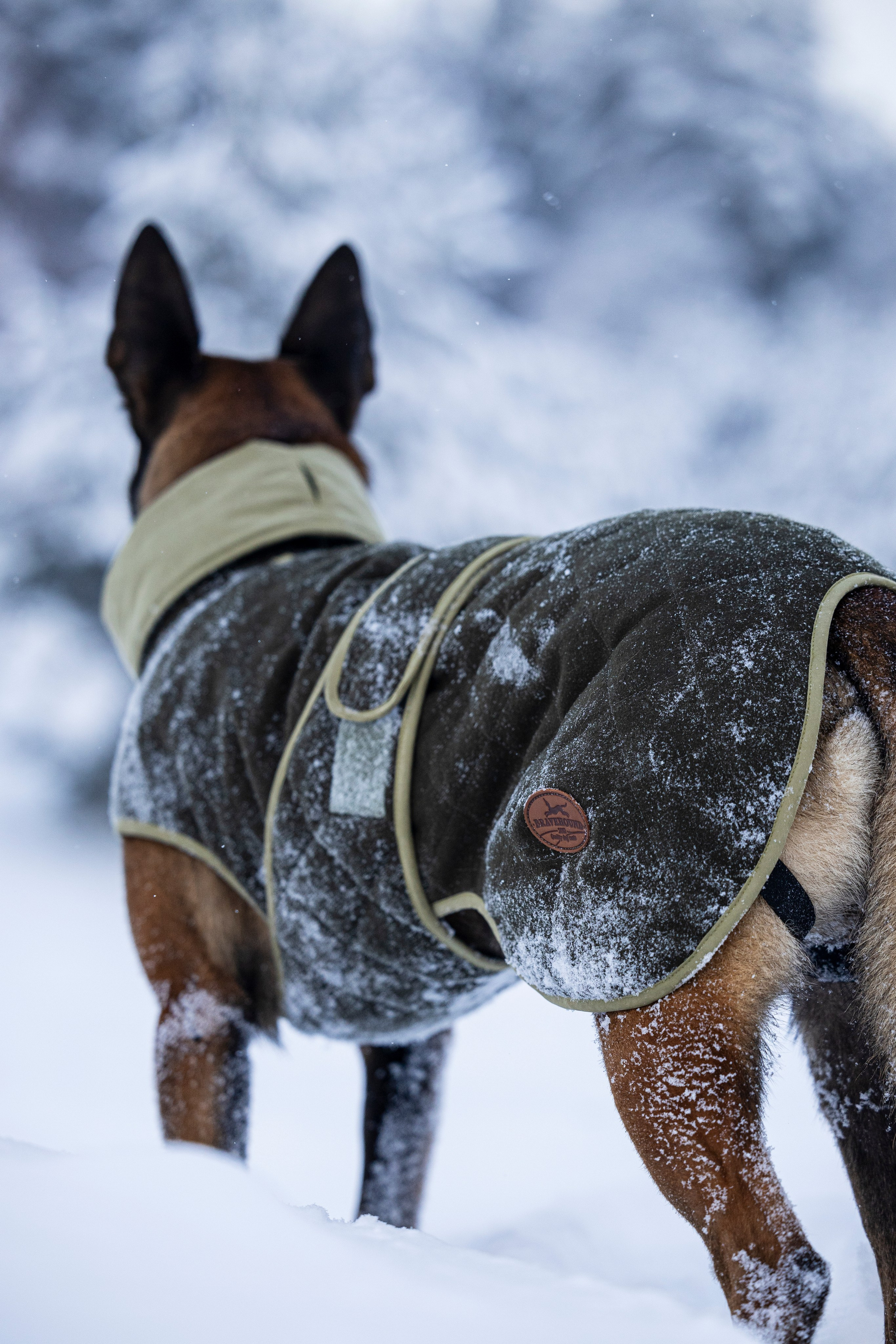 Брейвхунд. Фотограф-анималист Анна Маринич