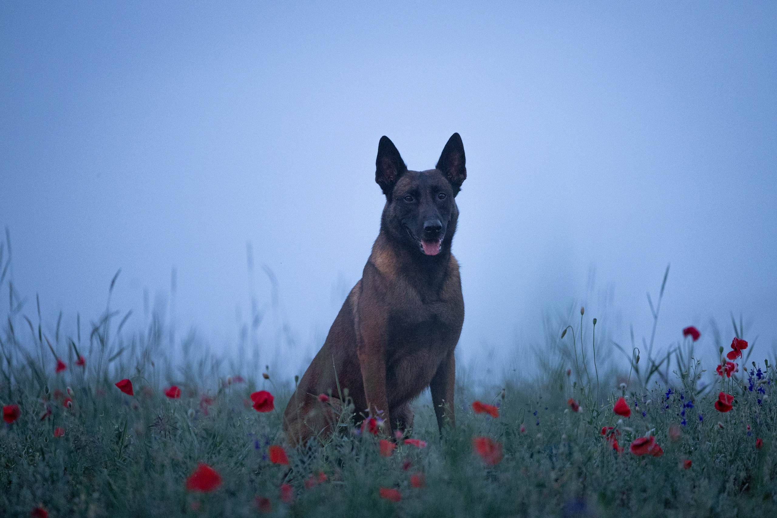 Маковое поле. Фотограф-анималист Анна Маринич