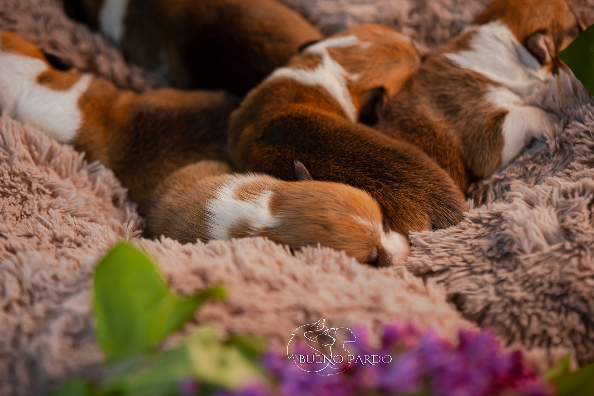 Щенки вельш корги пемброк из питомника. Питомник собак Акита, Хаски, Корги
