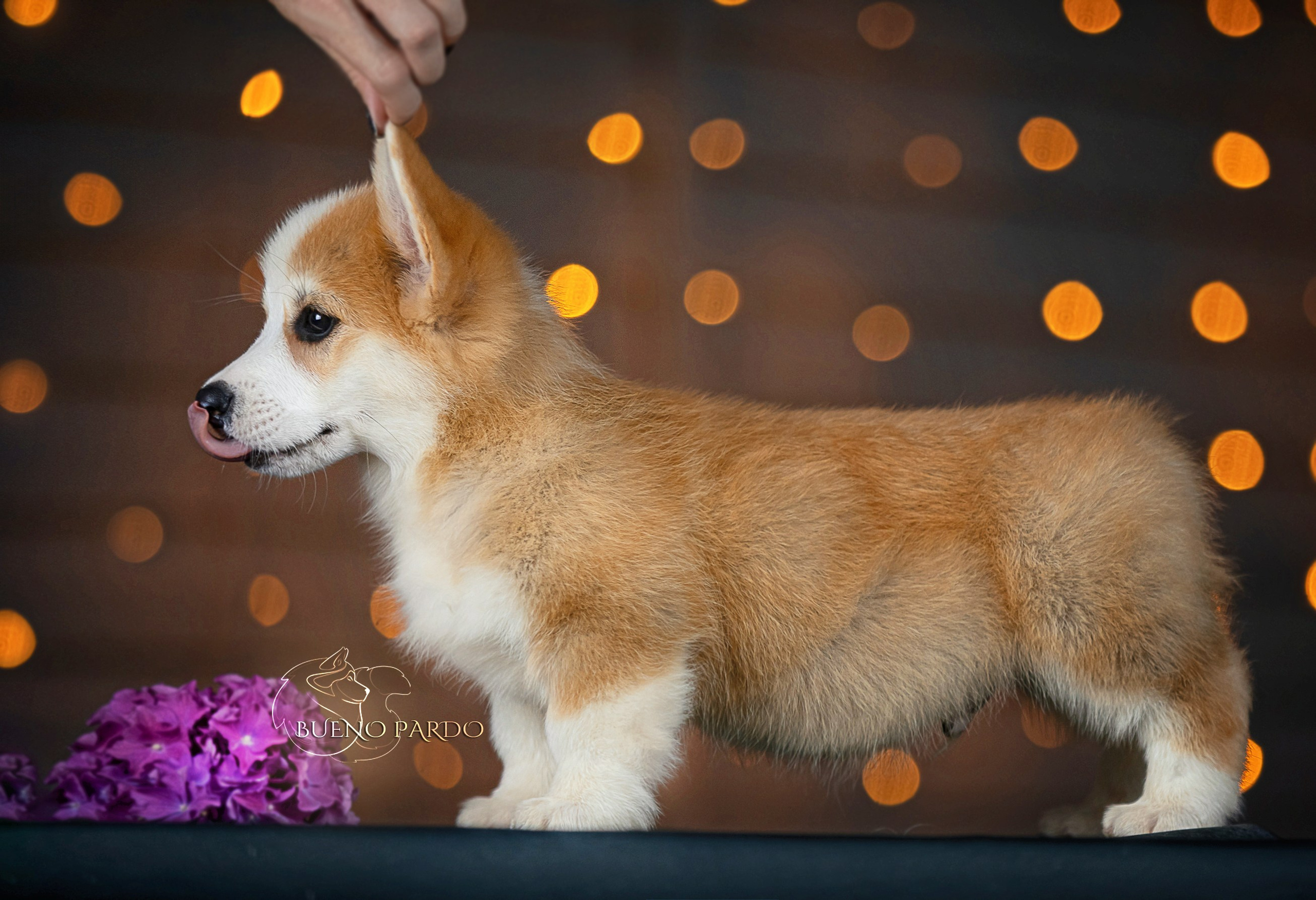 Щенки вельш корги пемброк из питомника. Питомник собак Акита, Хаски, Корги