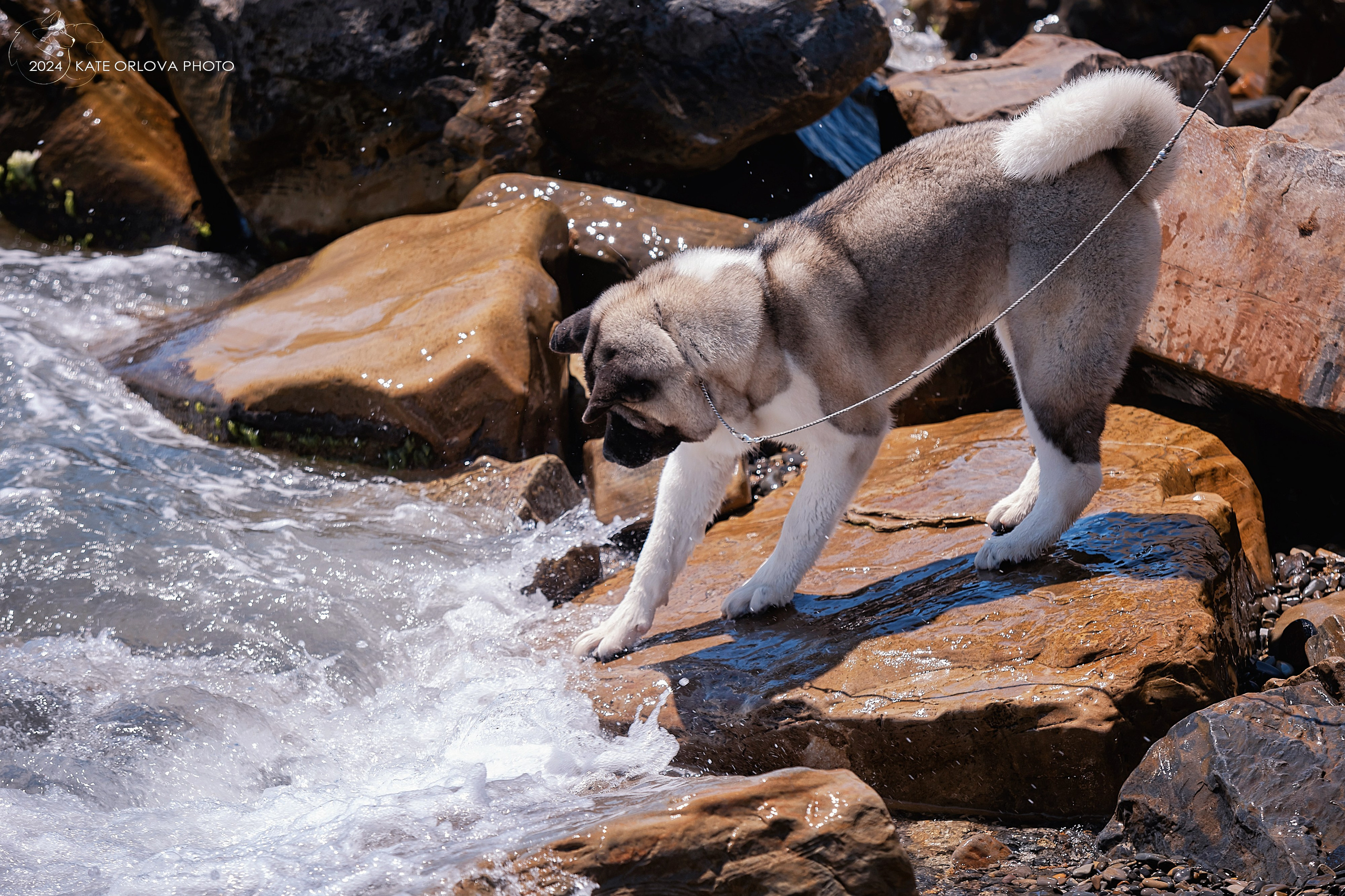 Фотосъемка собак, щенков, на выставках, фотограф анималист Россия воронеж. Питомник собак Акита, Хаски, Корги