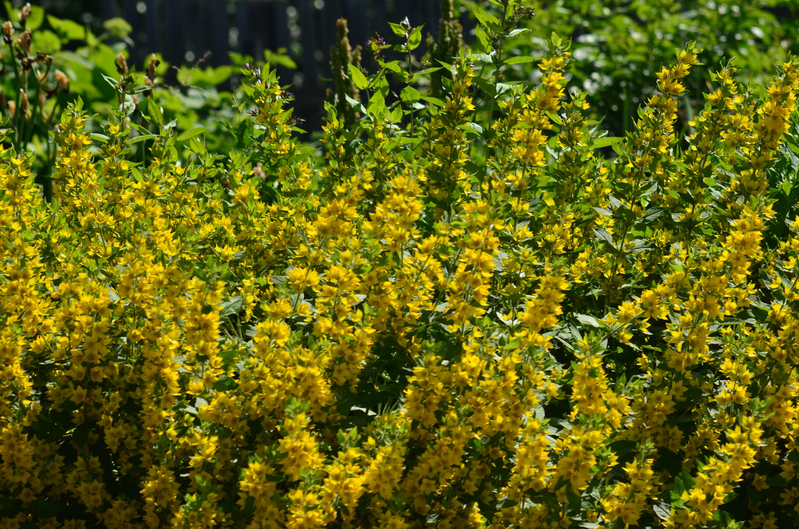 Дары природы. Фотограф viktor viktor