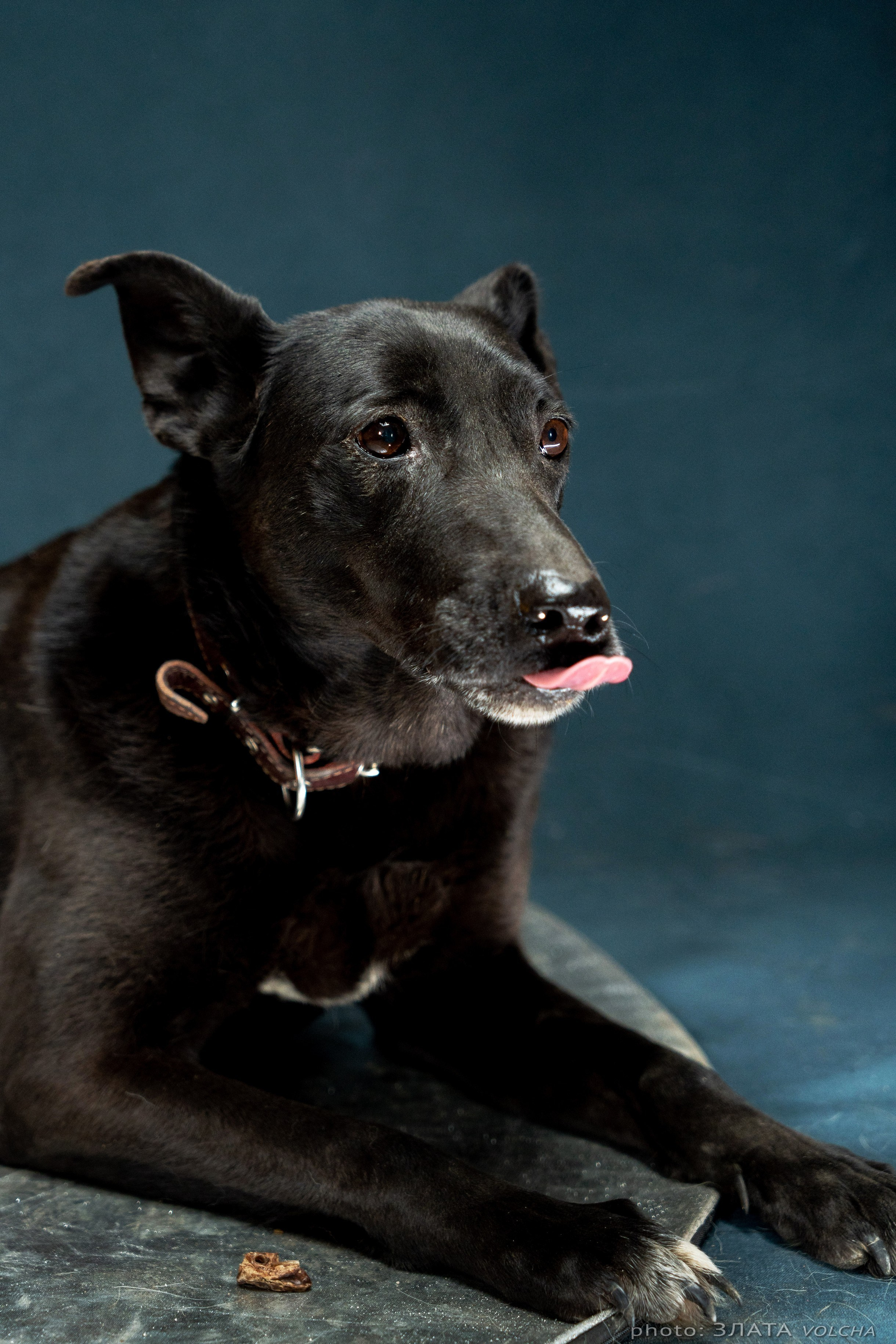 Собаки в студии. Фото, видео, монтаж