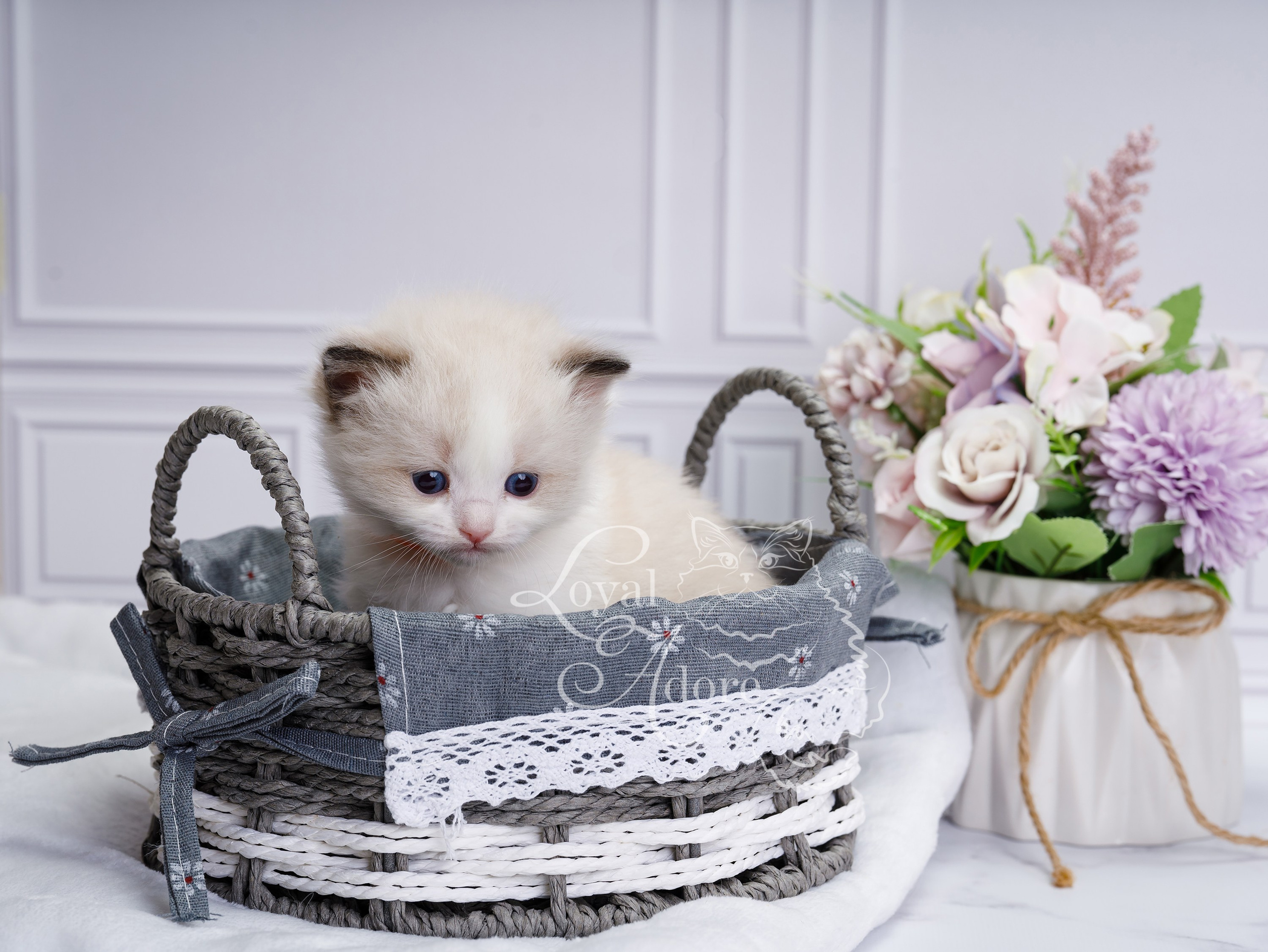 Котята рэгдолл от Loyal Adore. Питомник рэгдолл Loyal Adore