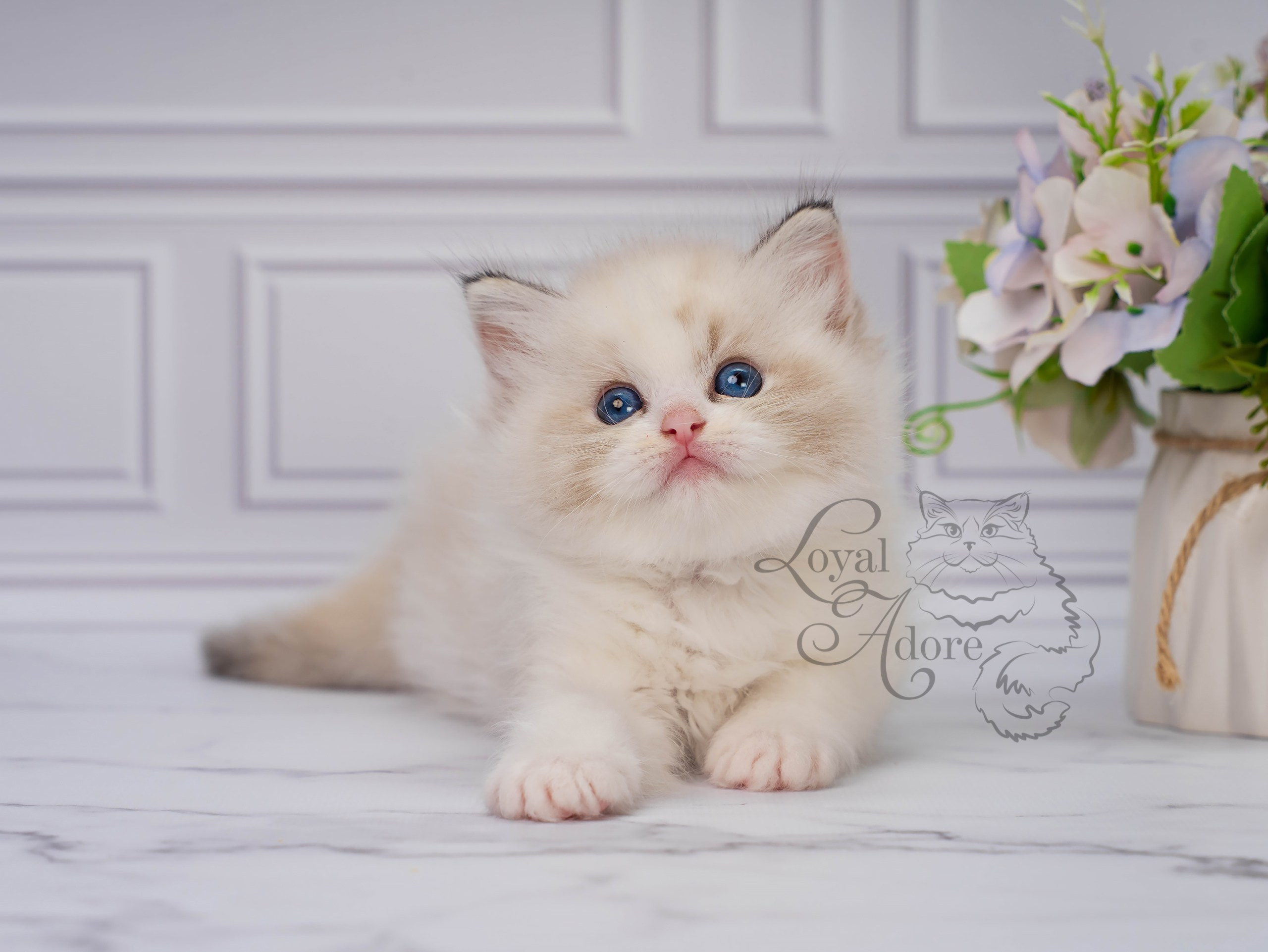 Котята рэгдолл от Loyal Adore. Питомник рэгдолл Loyal Adore