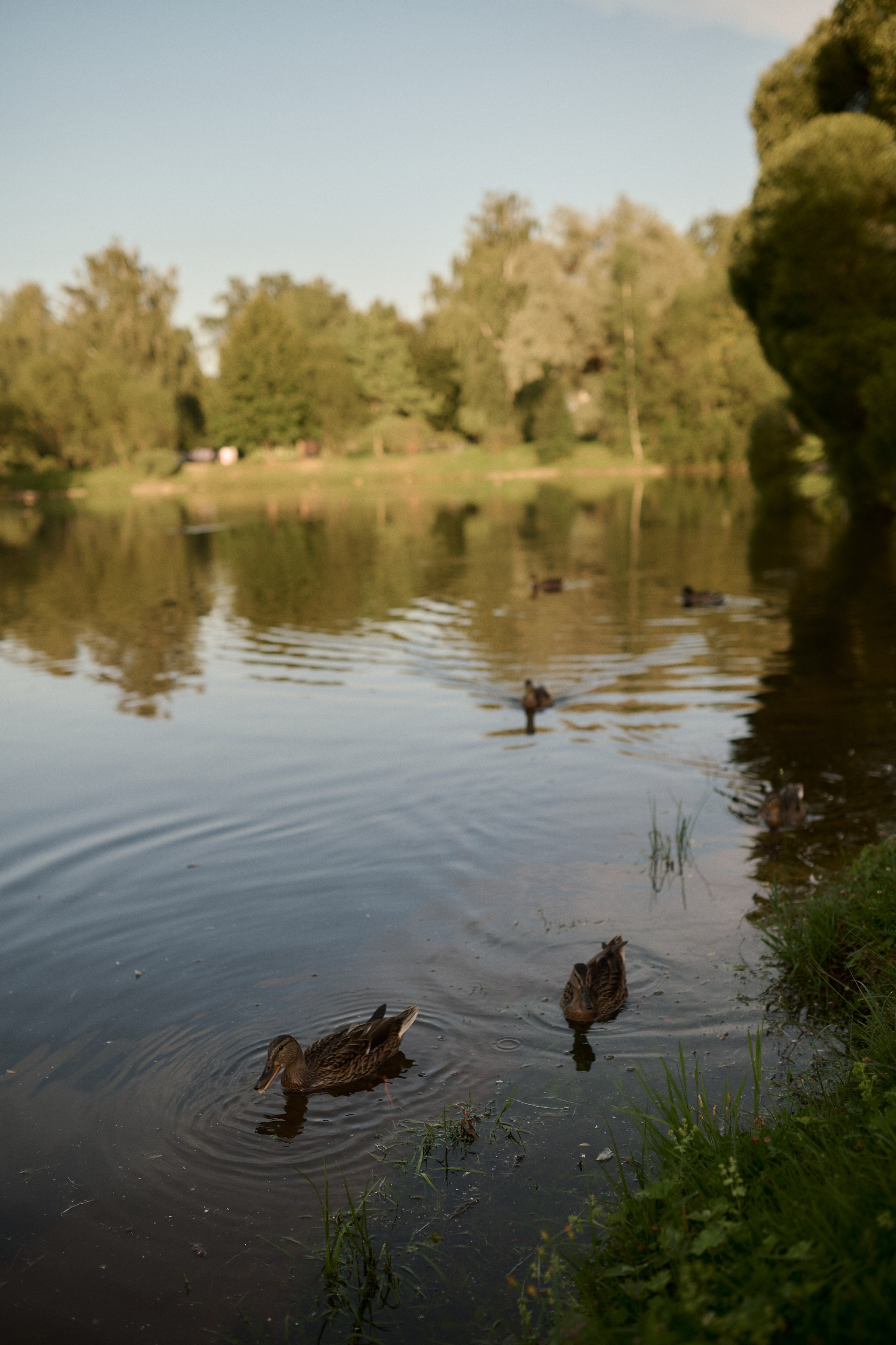 Рохус, Юля и Оливия в парке Останкино. Семейный и свадебный lifestyle-фотограф в Москве Мария Петрова