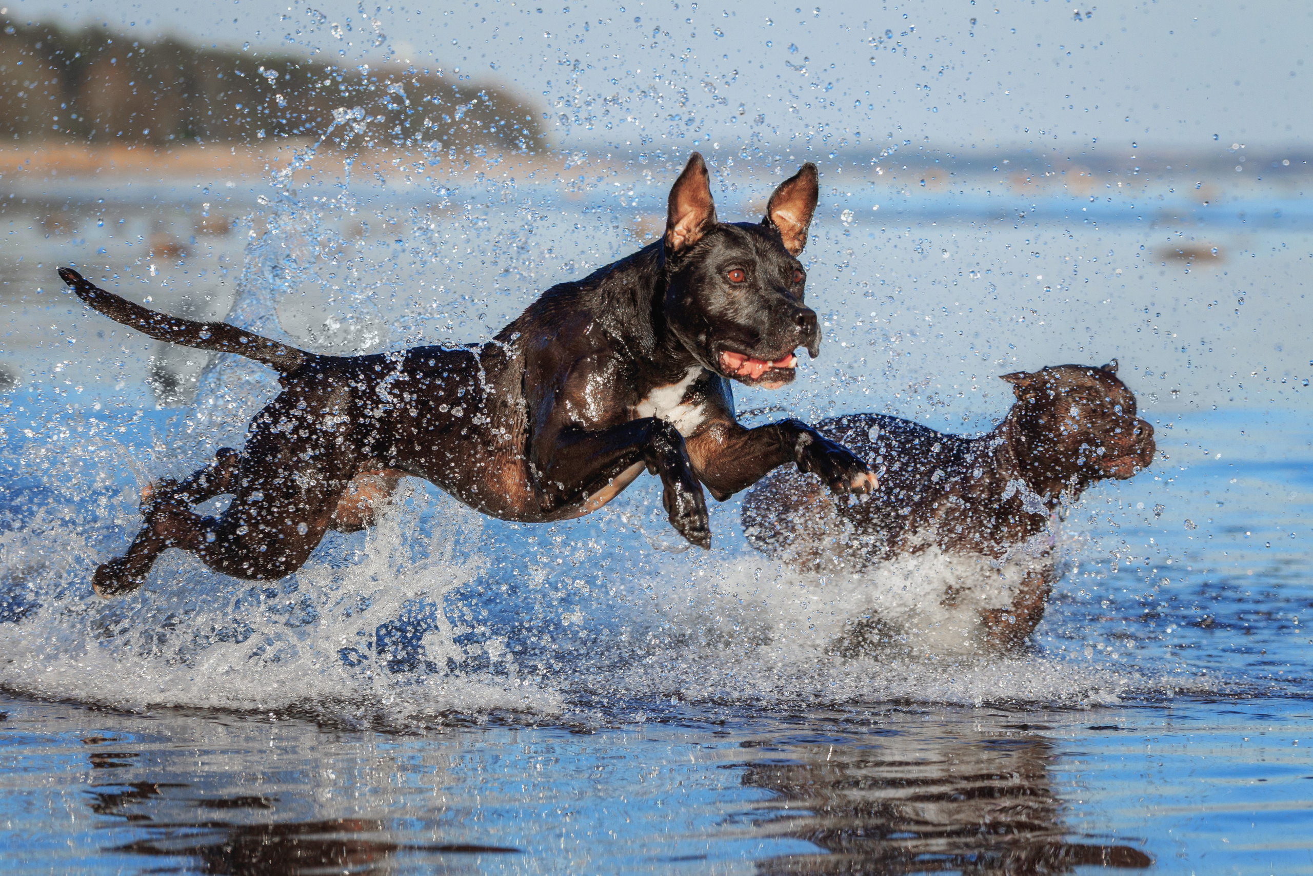 Собаки. Фотограф-анималист Юлия Зубкова