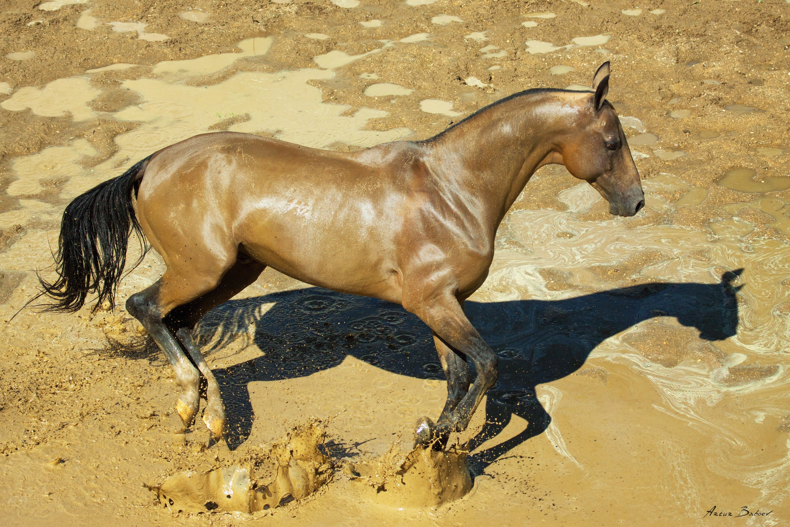 Gallery. Art photos of horses — ARTUR BABOEV | Photographer