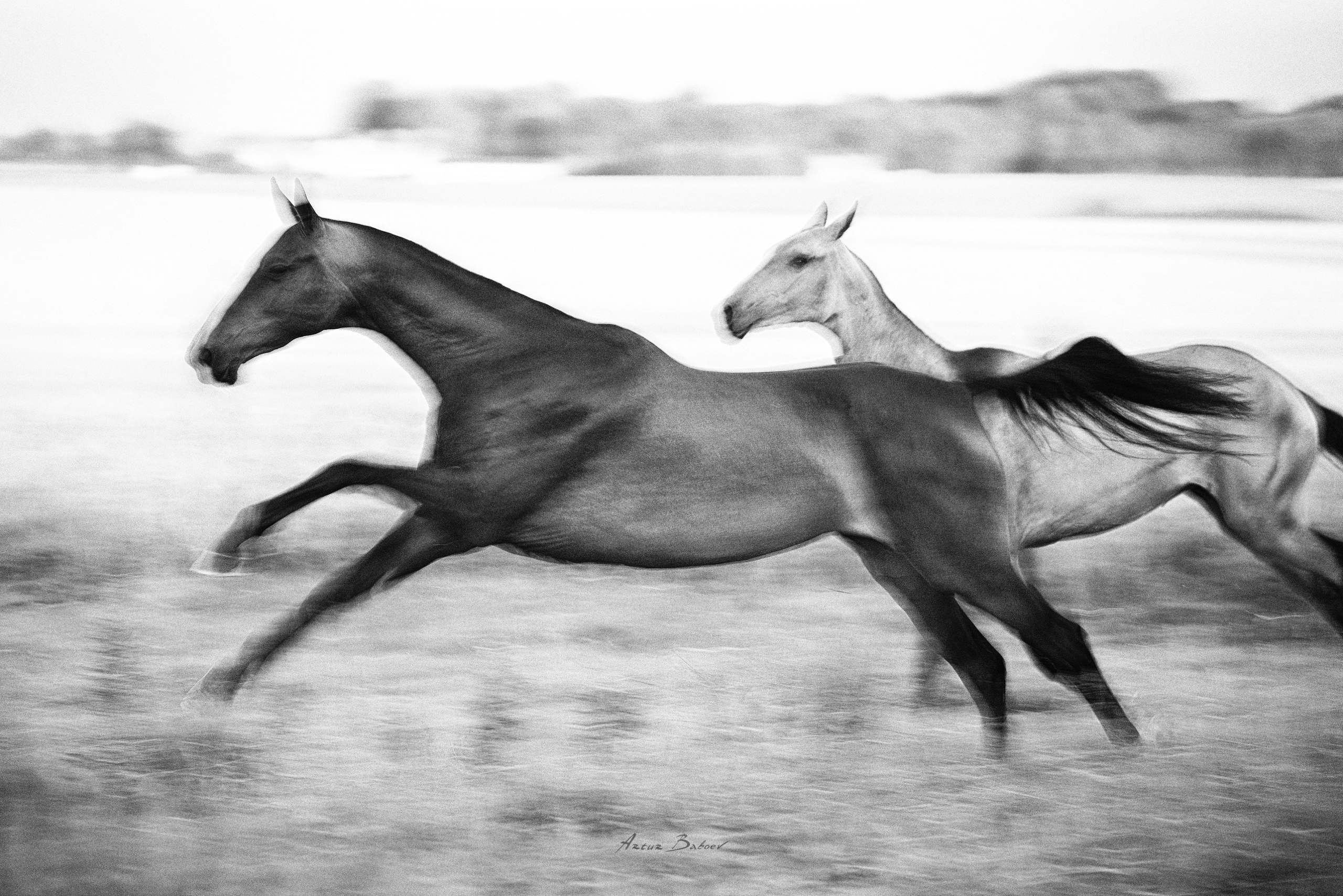 Gallery. Art photos of horses — ARTUR BABOEV | Photographer