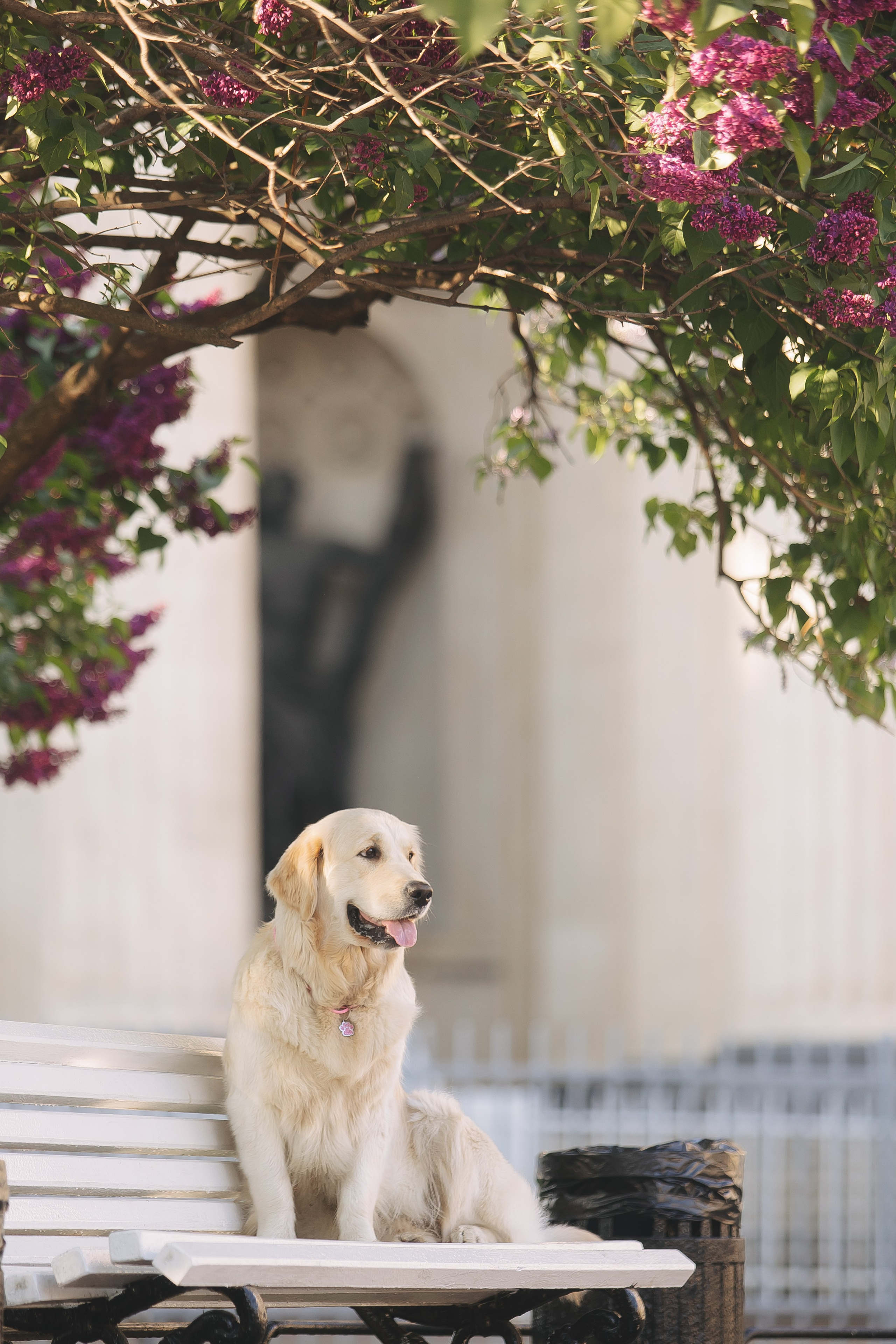 Золотистый ретривер Мона, Питер. Свадебный и женский фотограф