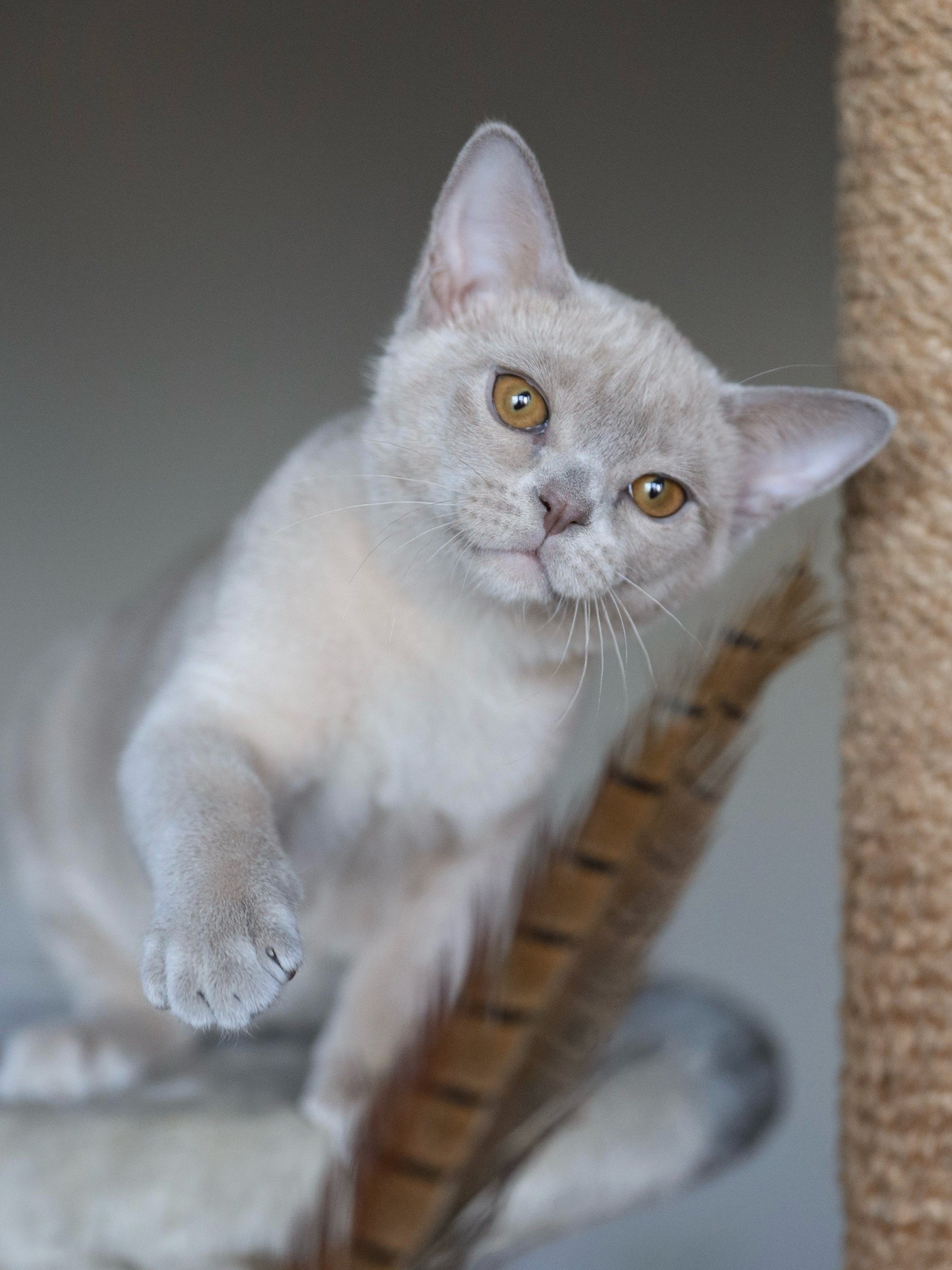 Chester. Cattery “Bouncy Life”