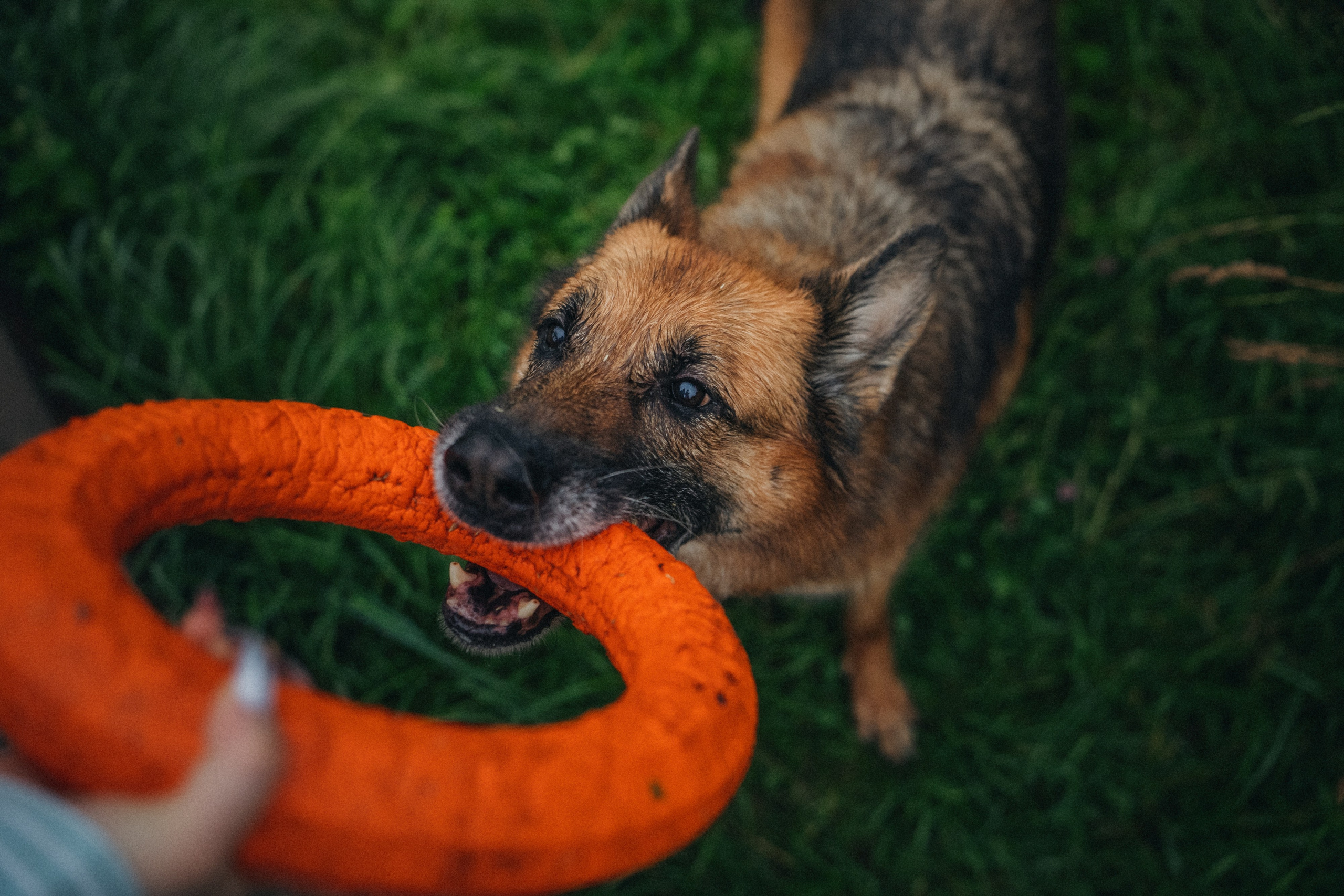Вика и Фрея. Фотограф анималист в Москве и Санкт-Петербурге Свиридова Анна