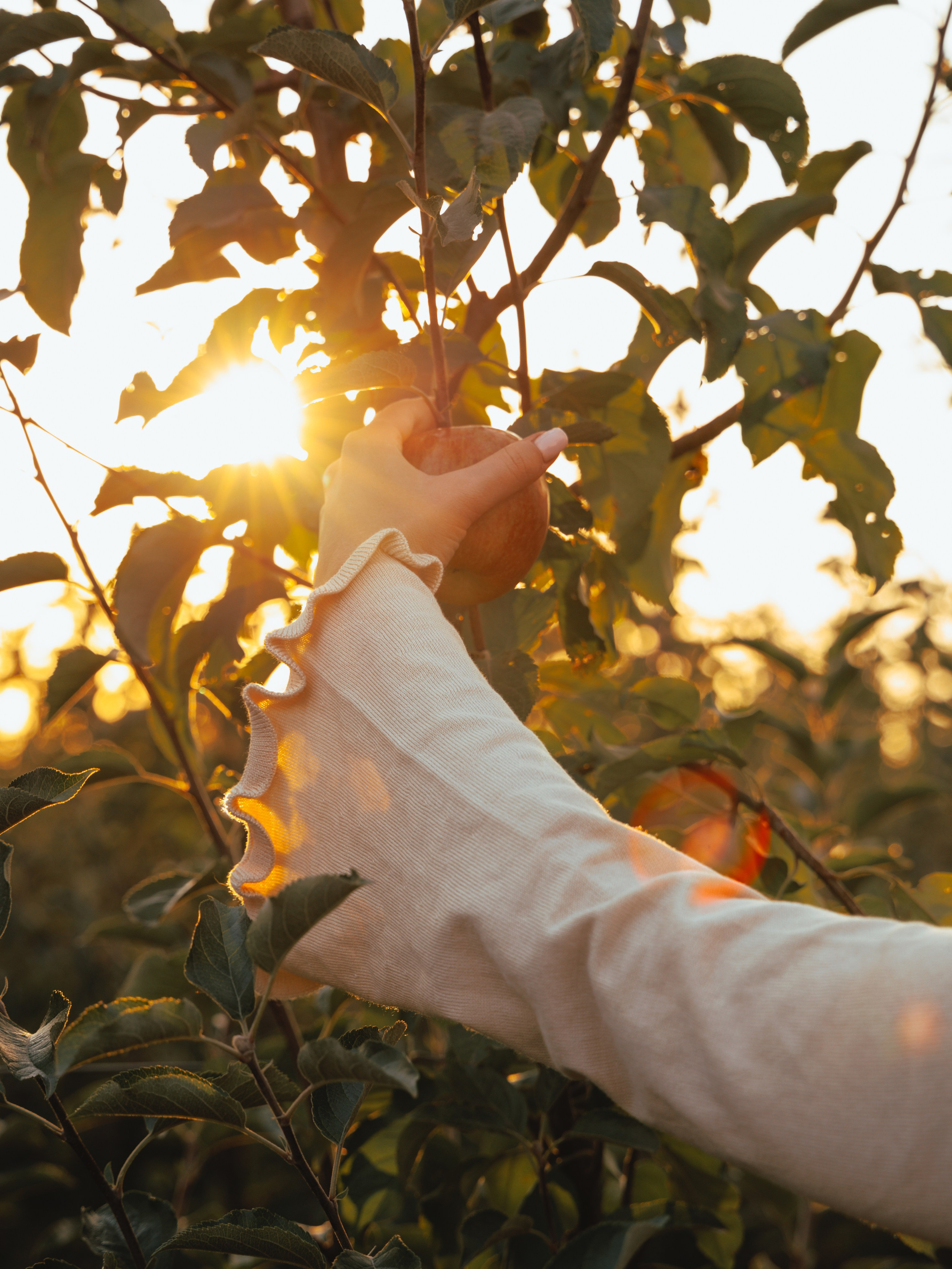Domik в саду. Артем Корнев Фотограф
