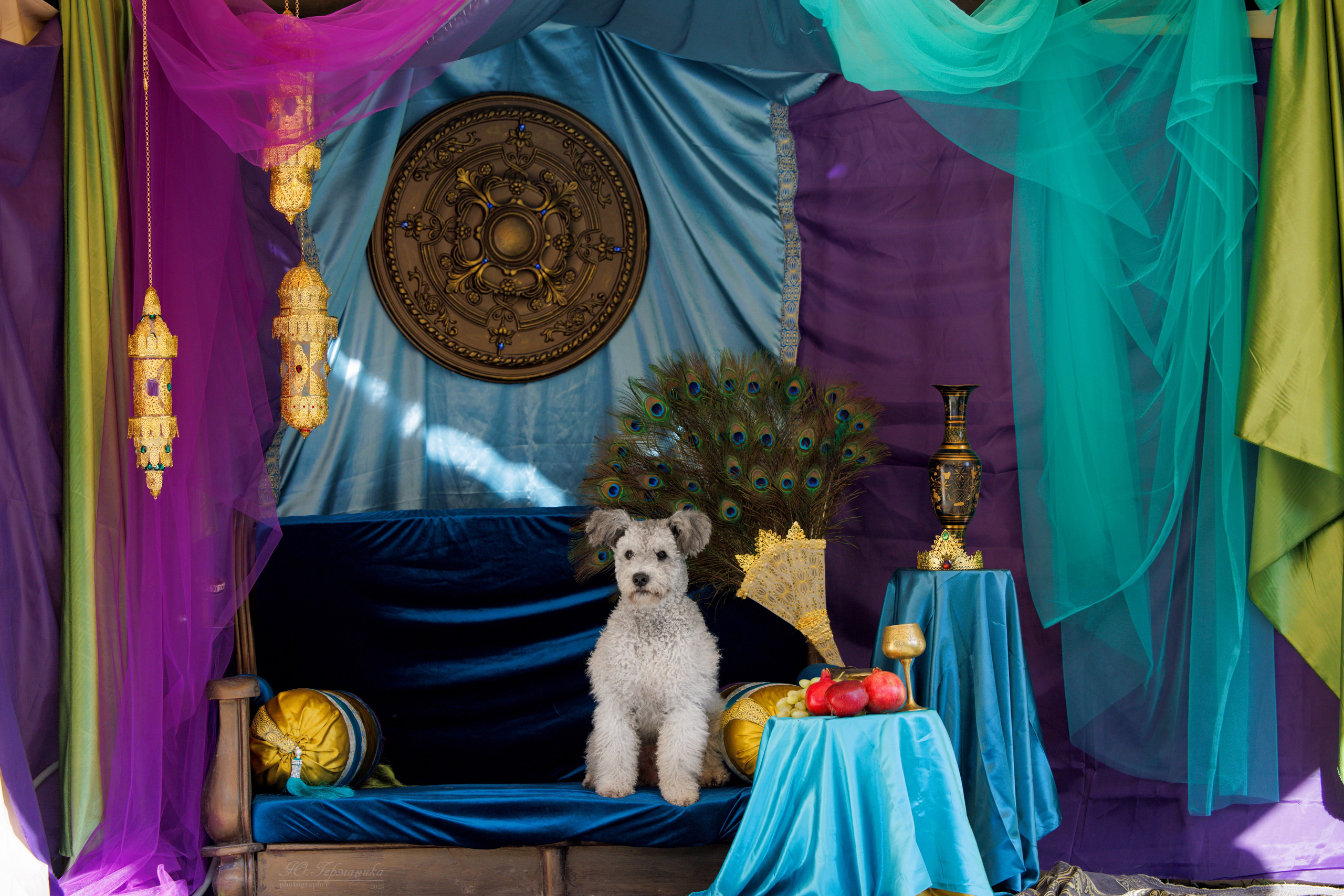 Ташкент 3хCACIB 3-5.10.2025. Фотограф-анималист Юлия Германика