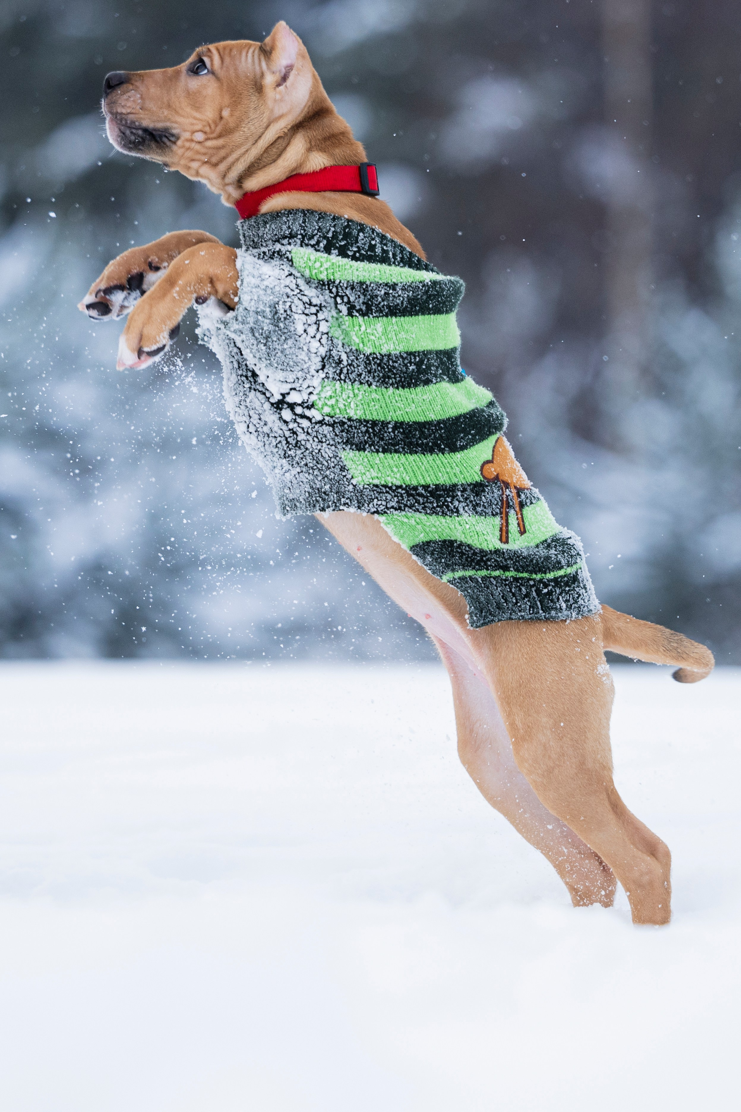 Миура. Фотограф-анималист Анна Маринич